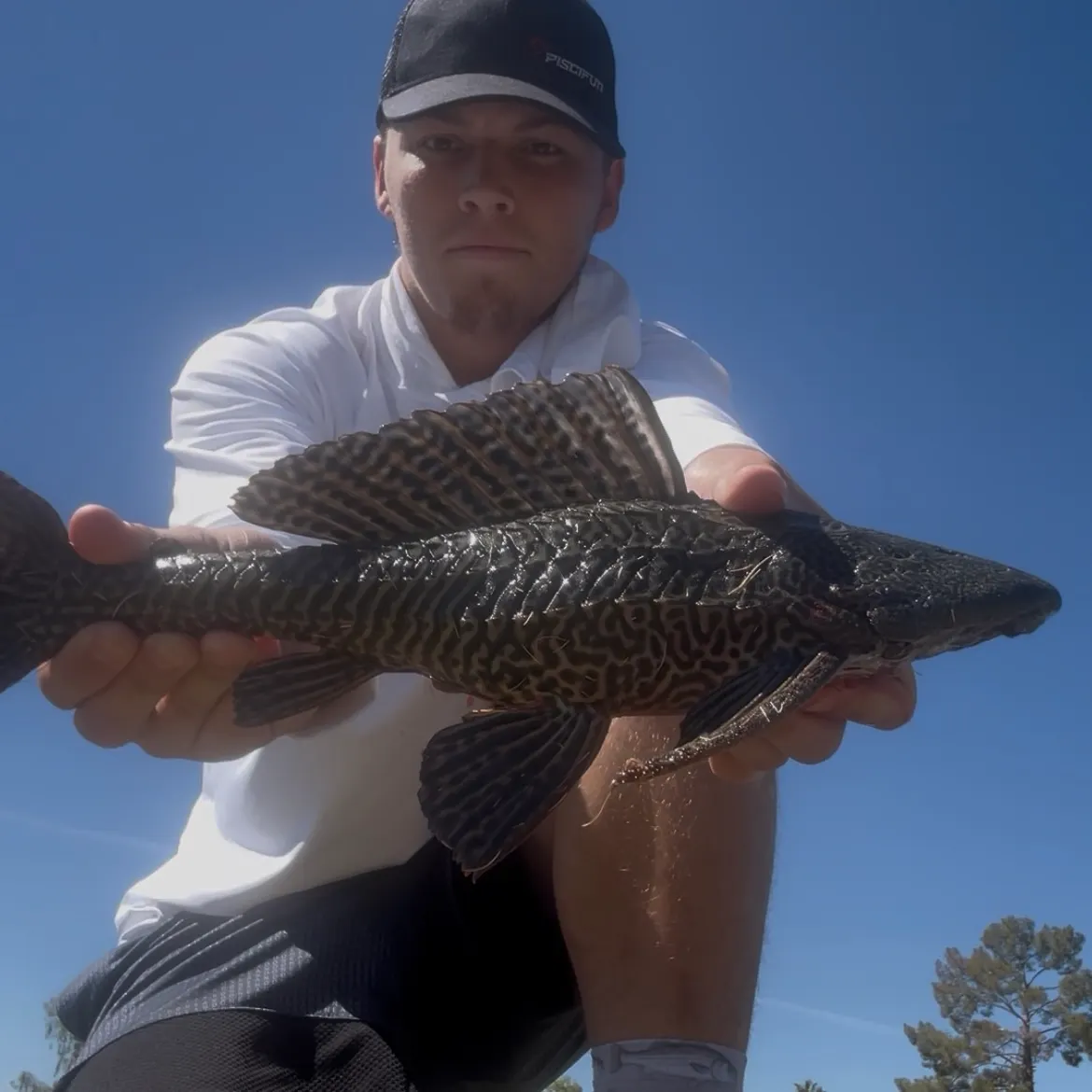 The most recent Vermiculated sailfin catfish catches on Fishbrain