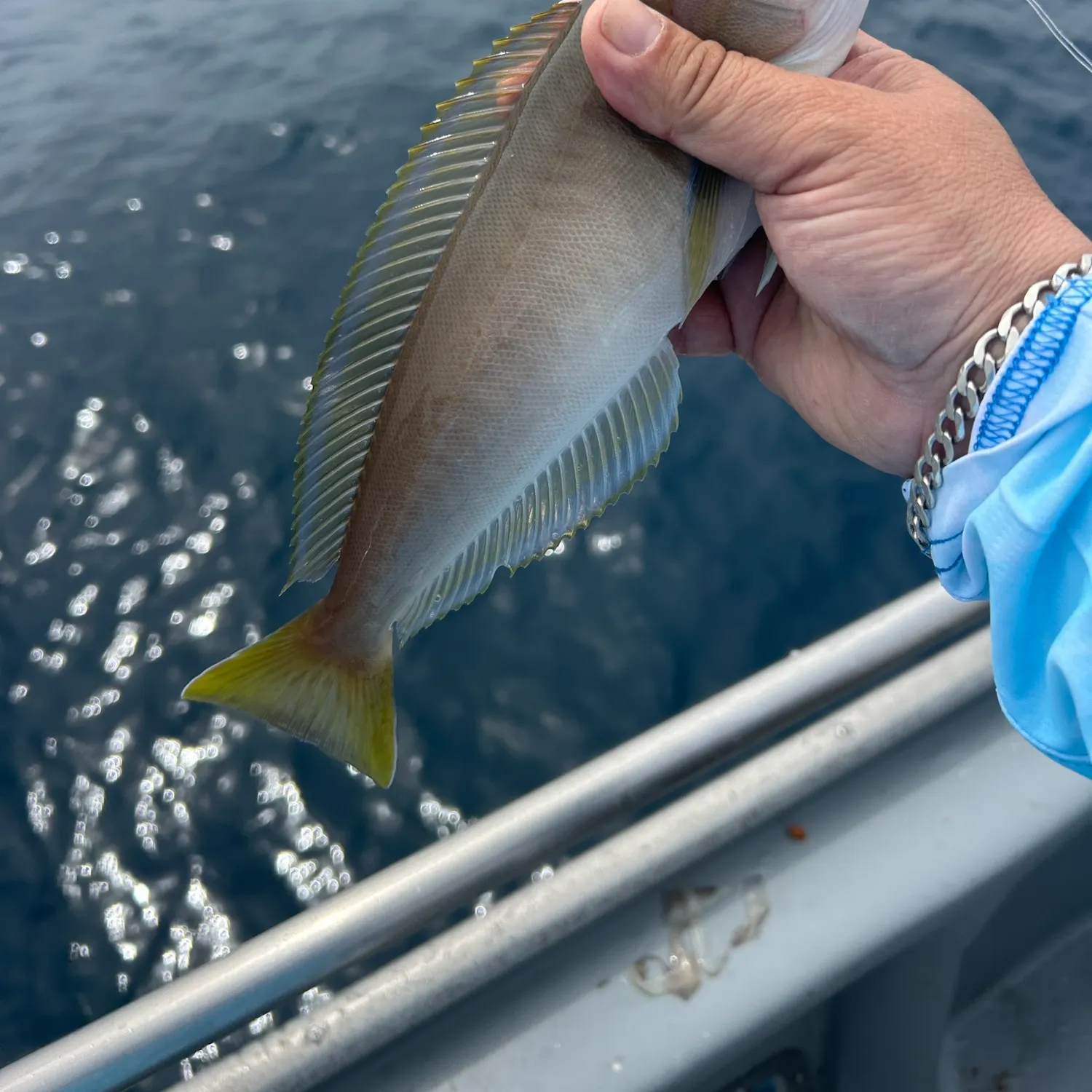 The most recent Ocean whitefish catches on Fishbrain