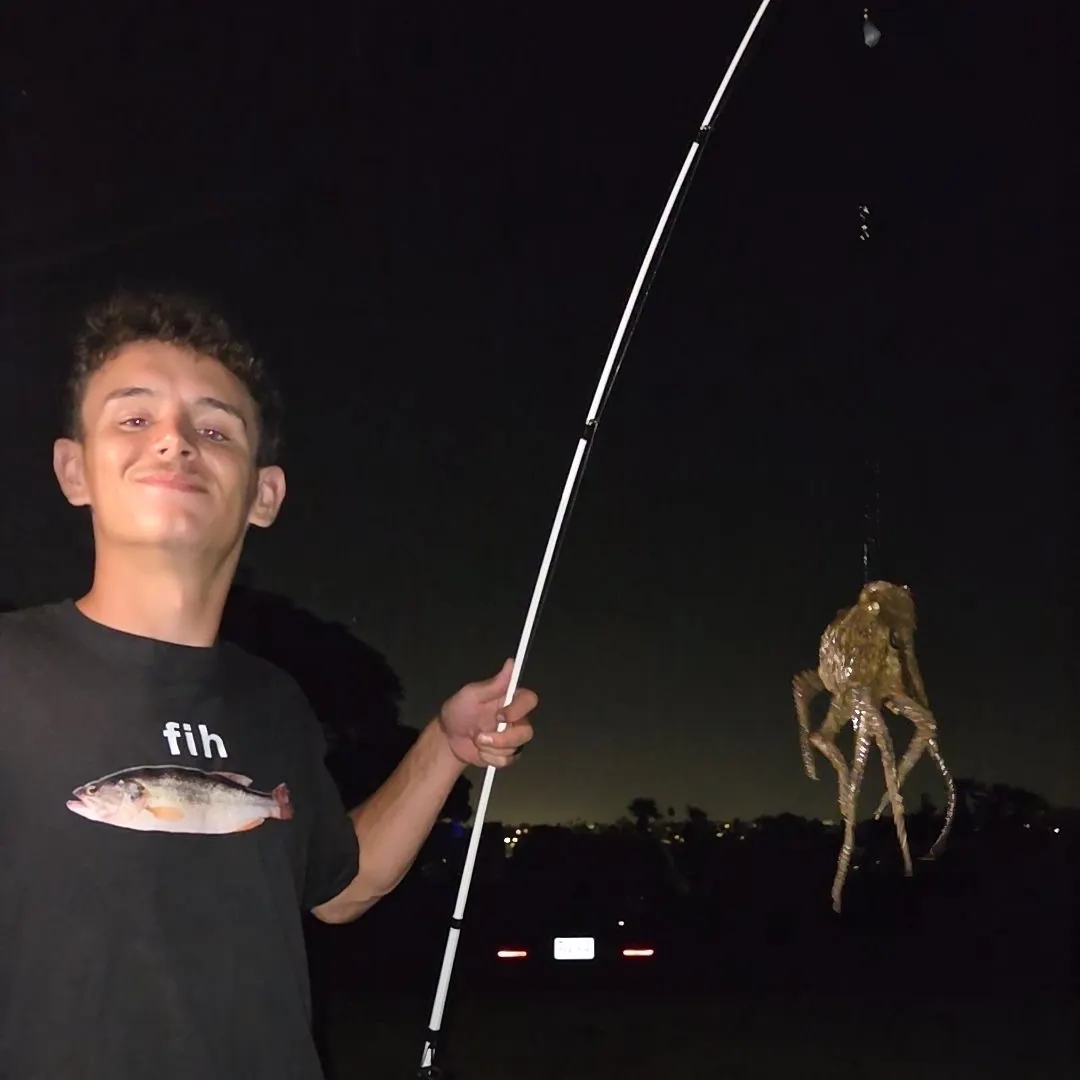 The most recent California two-spot octopus catches on Fishbrain