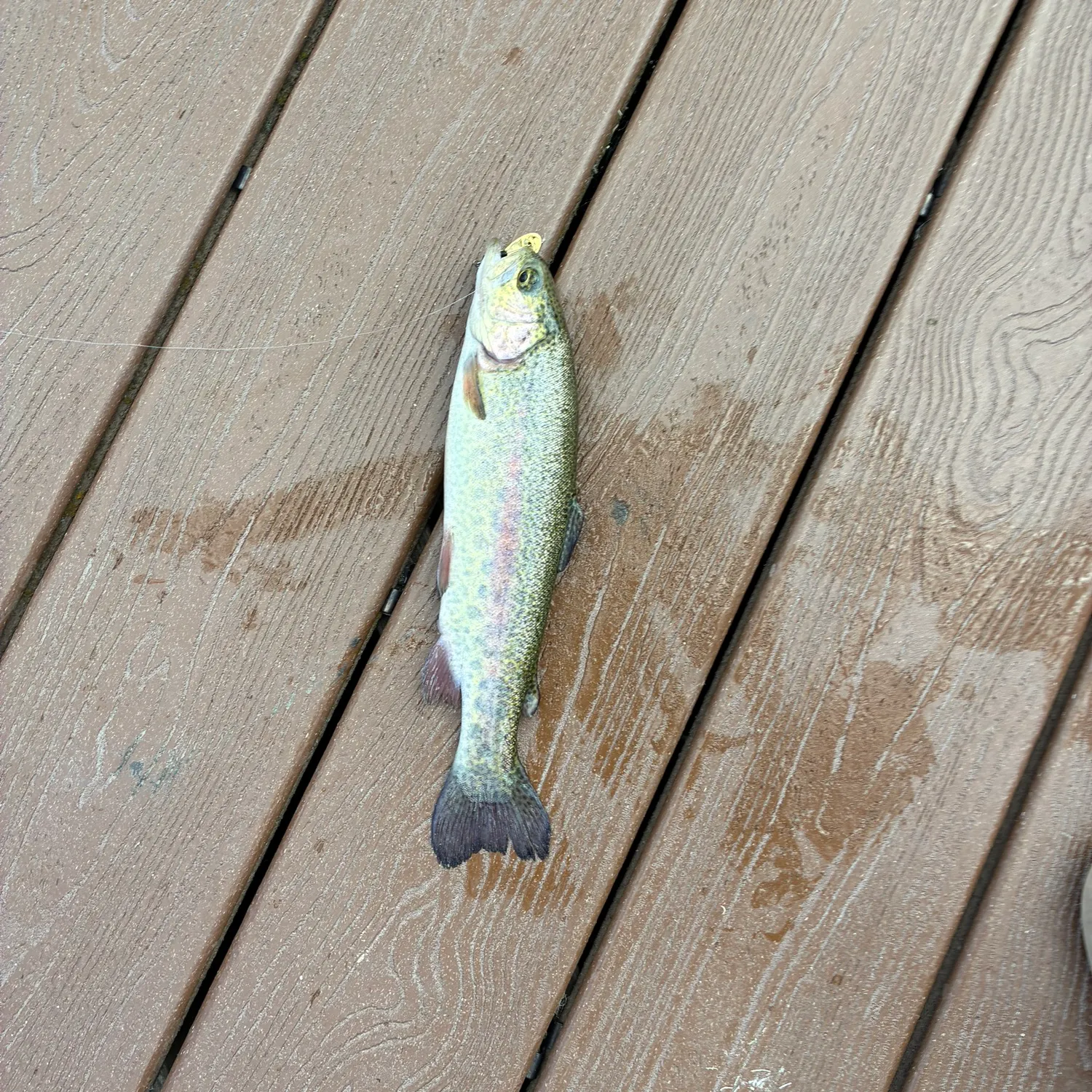 Rainbow trout caught on Fishbrain