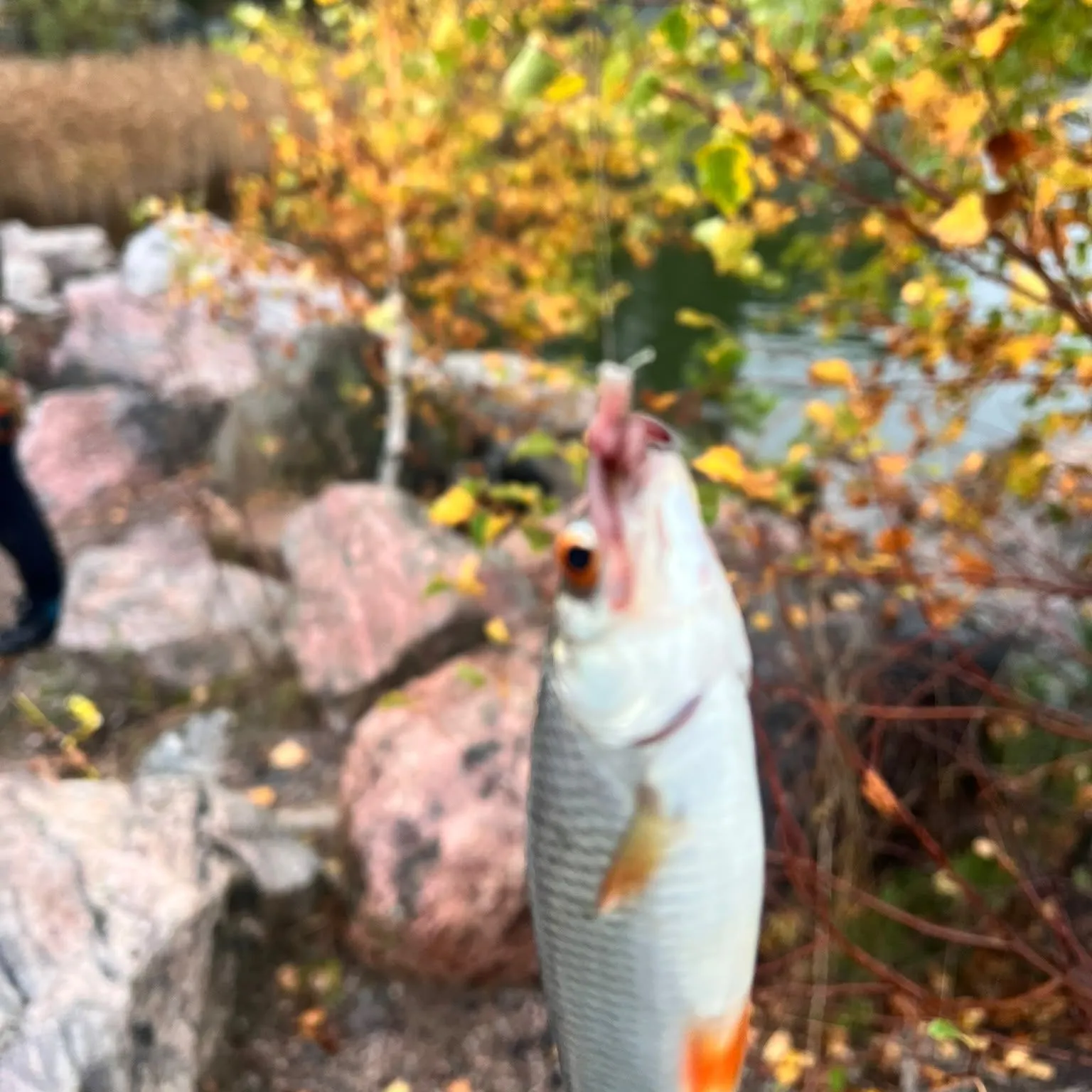 Common roach caught on Fishbrain