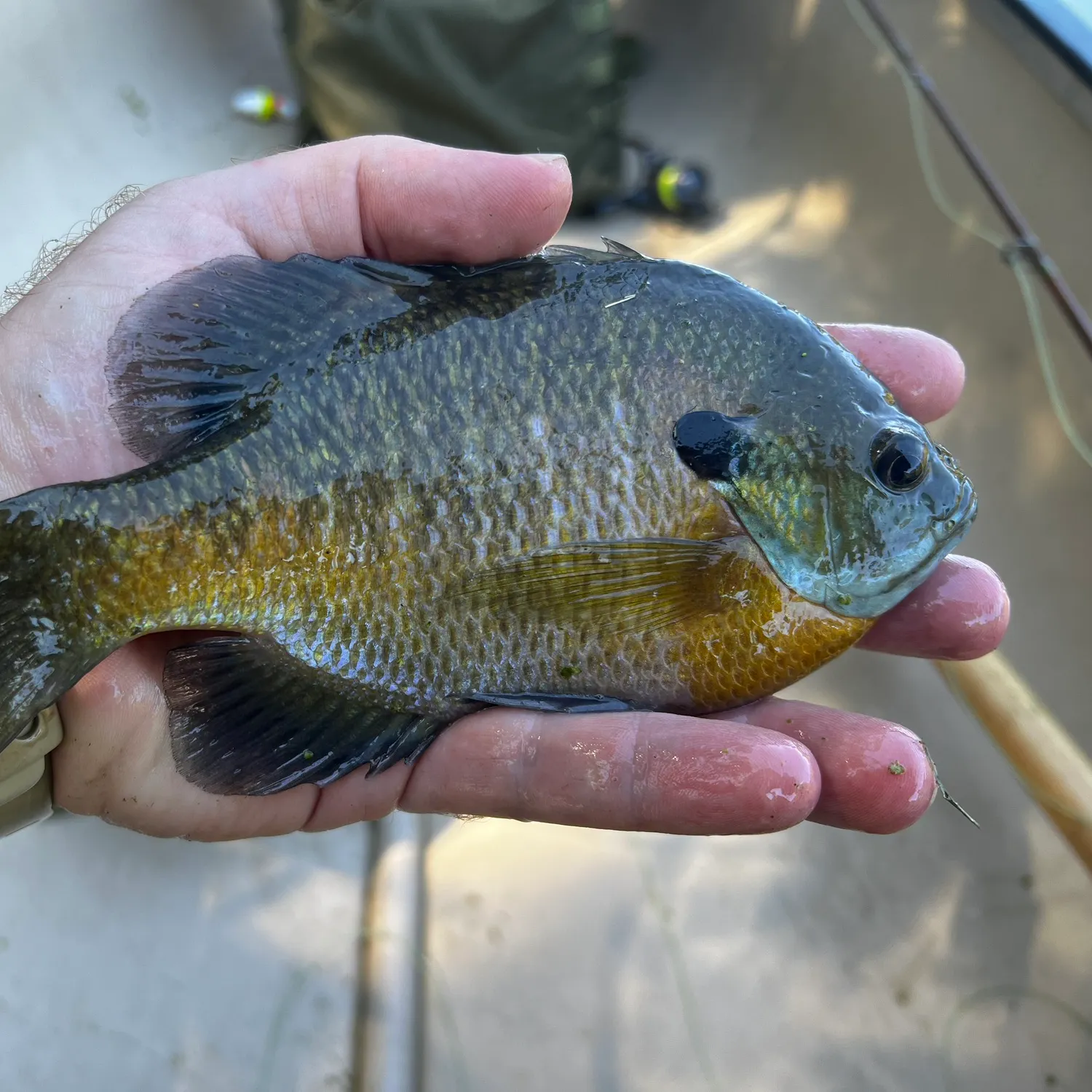 Bluegill caught on Fishbrain