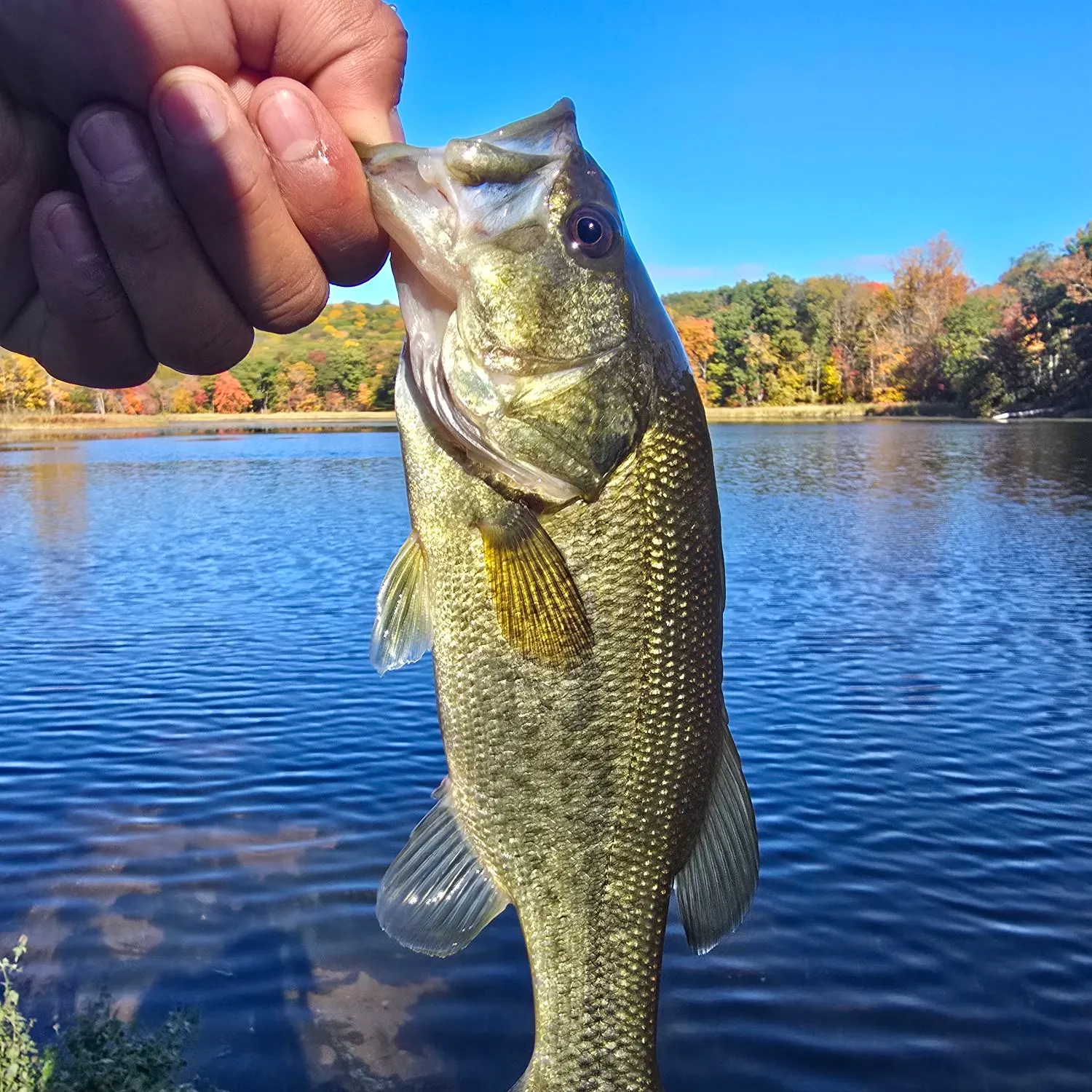 Largemouth bass caught on Fishbrain