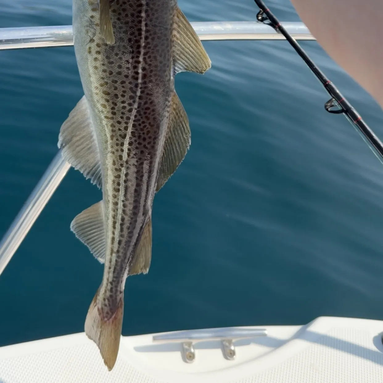 Atlantic cod caught on Fishbrain