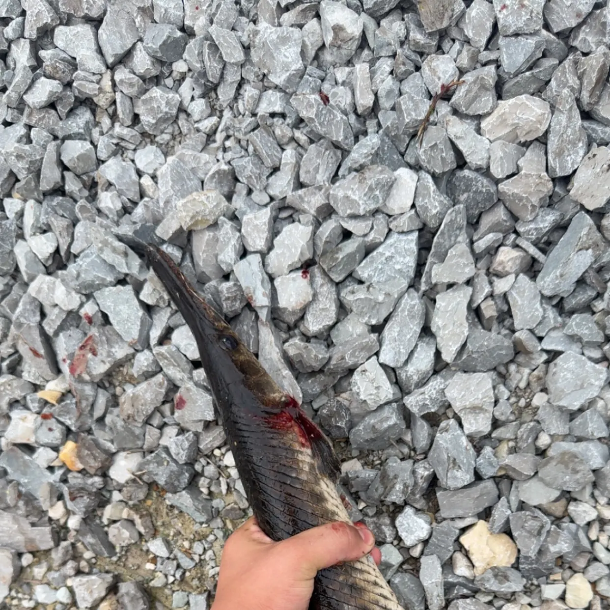 The most recent Spotted gar catches on Fishbrain