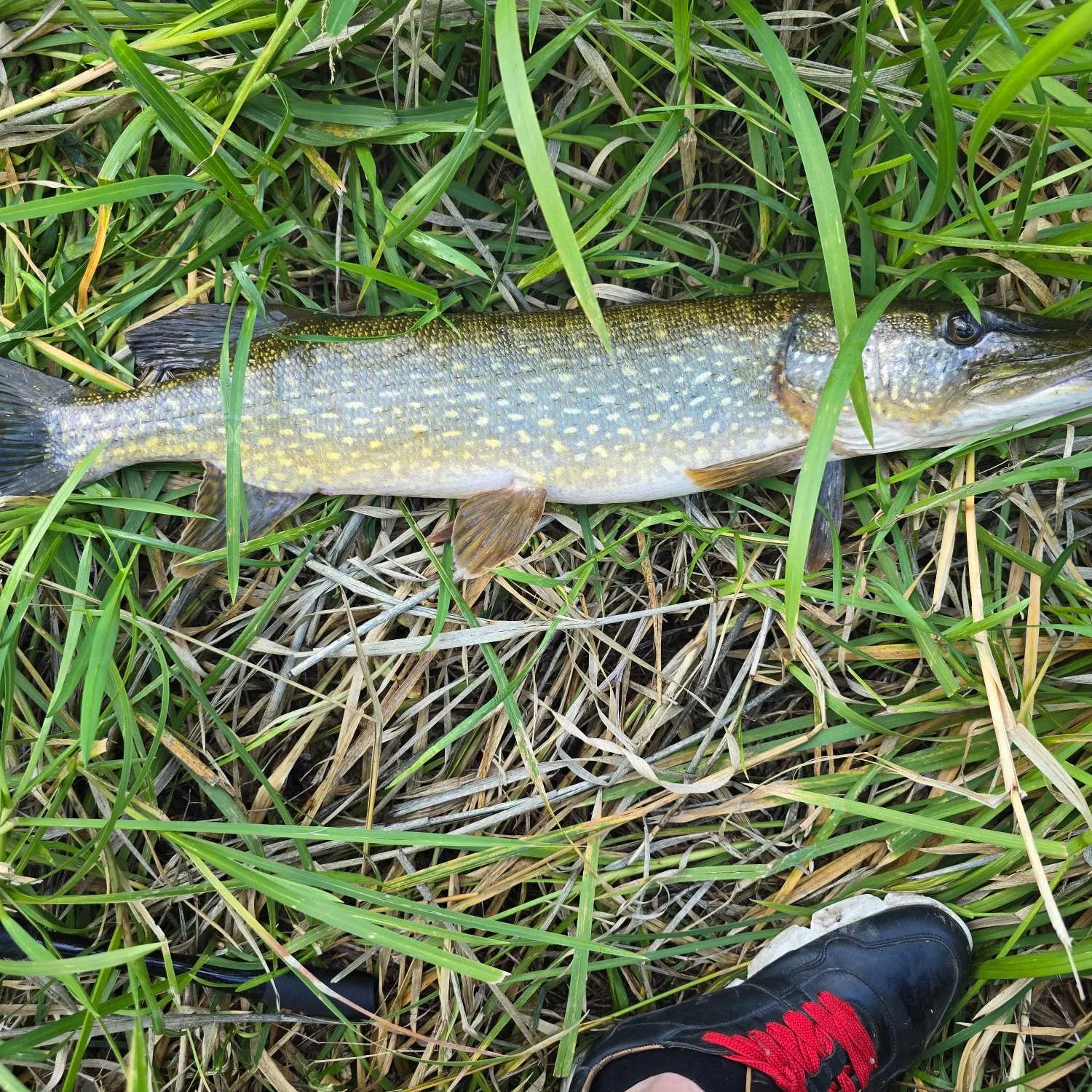 Northern pike caught on Fishbrain