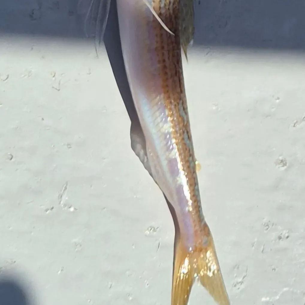The most popular recent Lighthouse lizardfish catch on Fishbrain