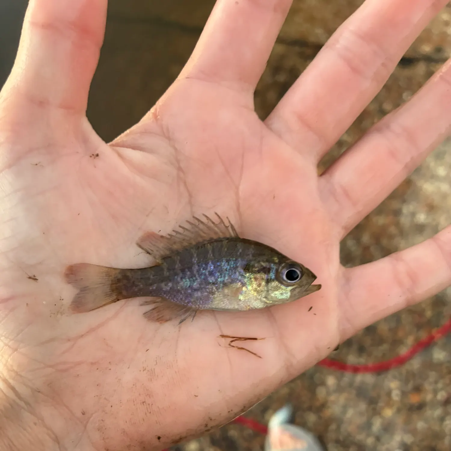 The most recent Banded sunfish catches on Fishbrain
