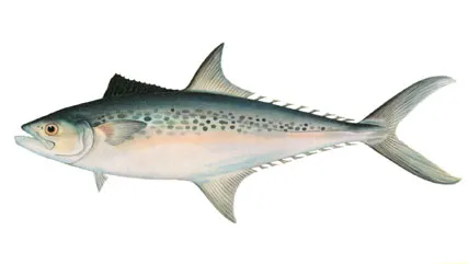 Indo-Pacific king mackerel