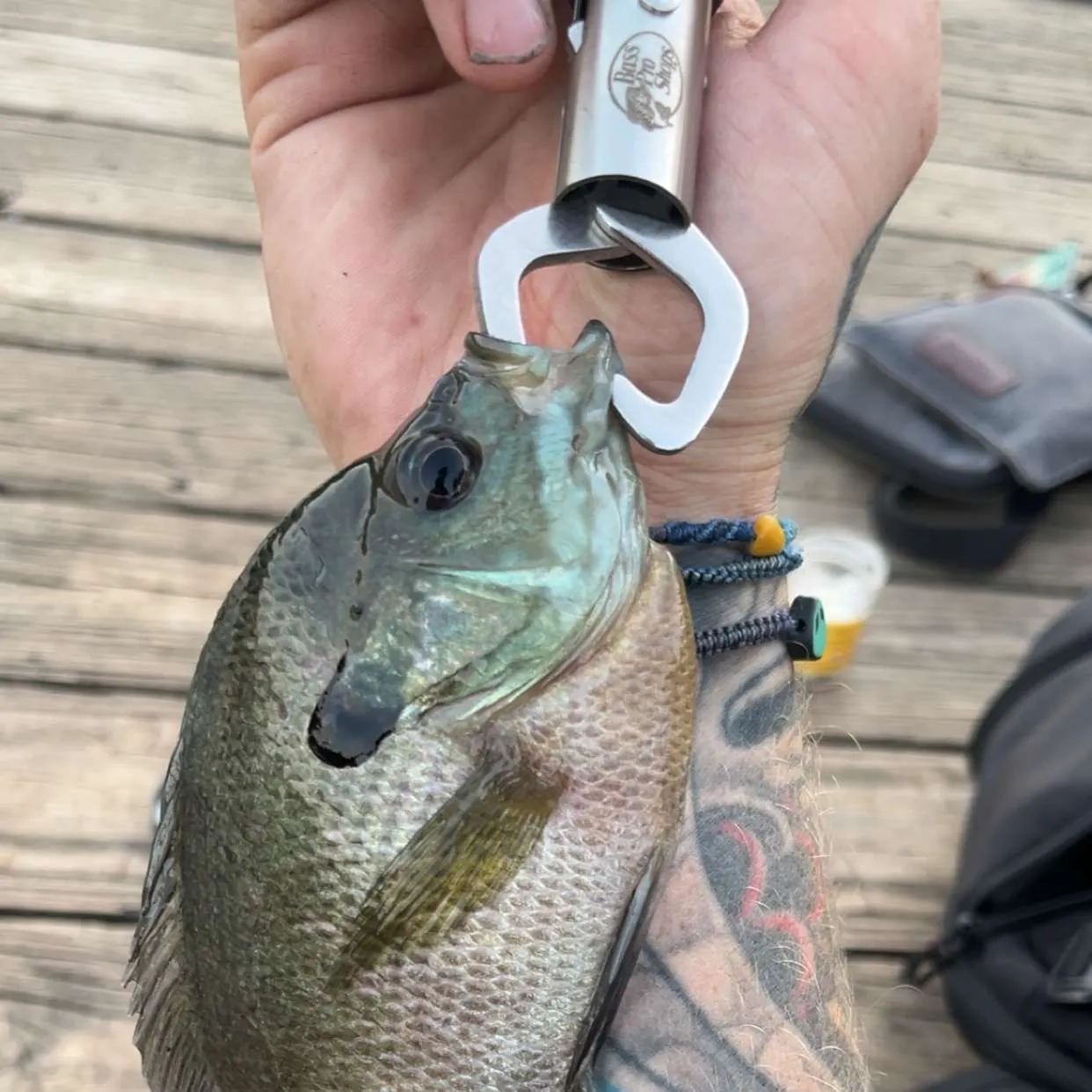 Fish caught on Fishbrain