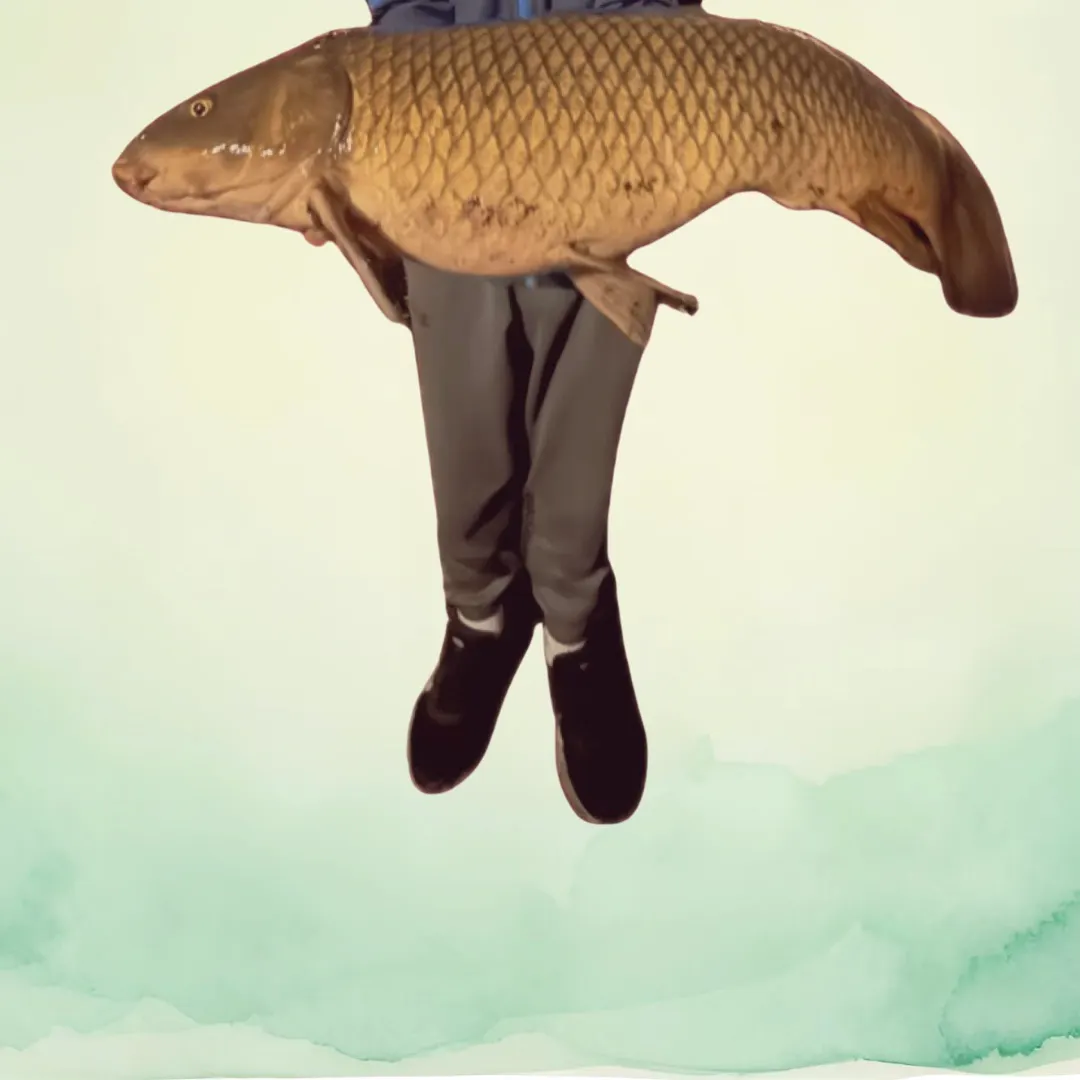 Common carp caught on Fishbrain