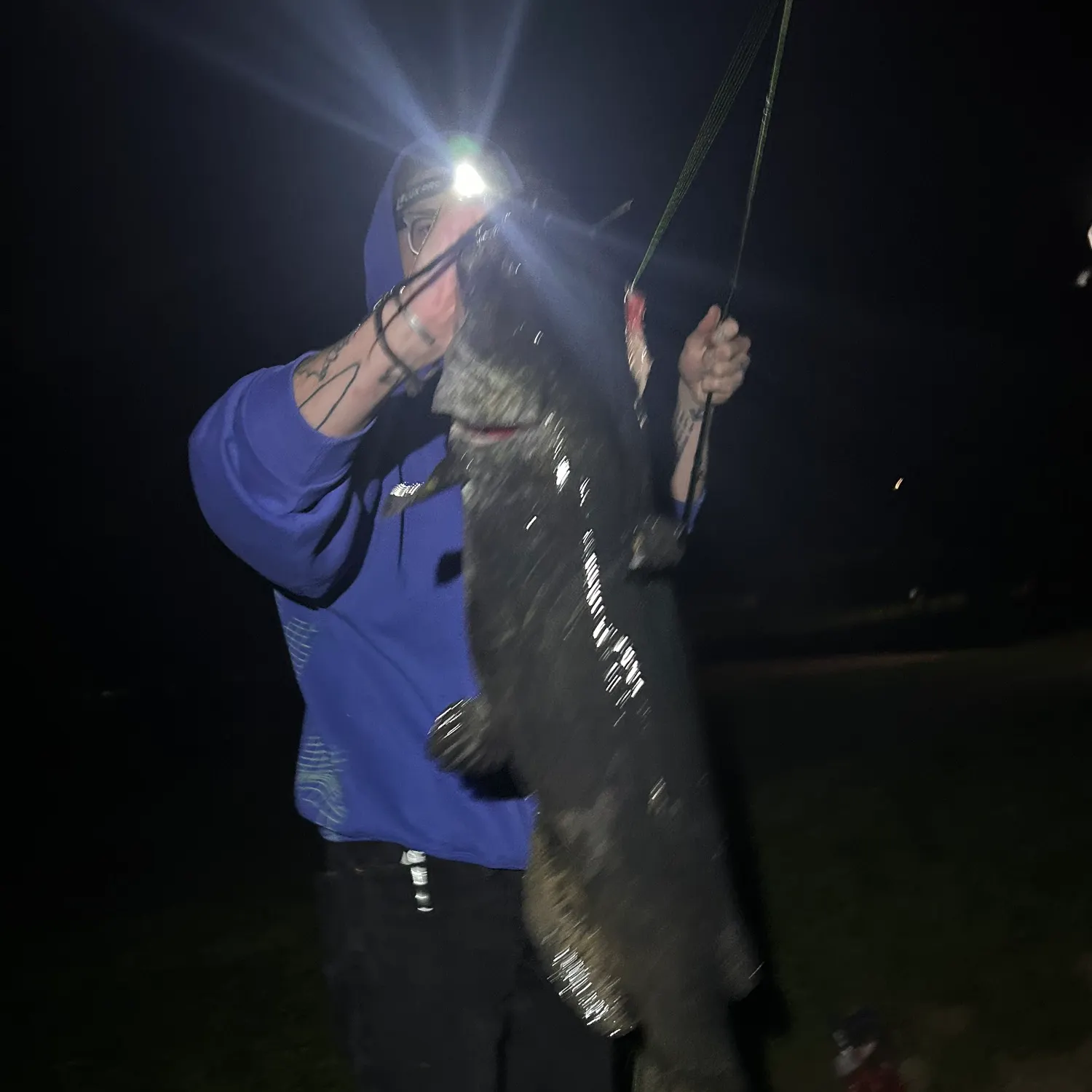 Black bullhead caught on Fishbrain