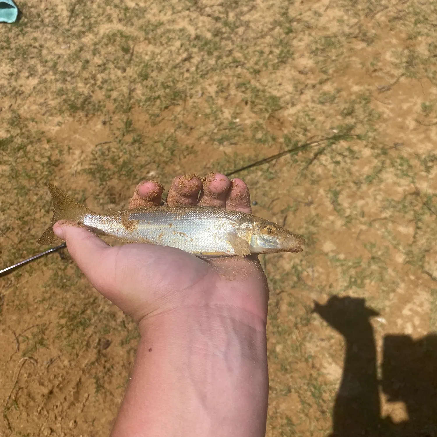 The most recent Sand sillago catches on Fishbrain