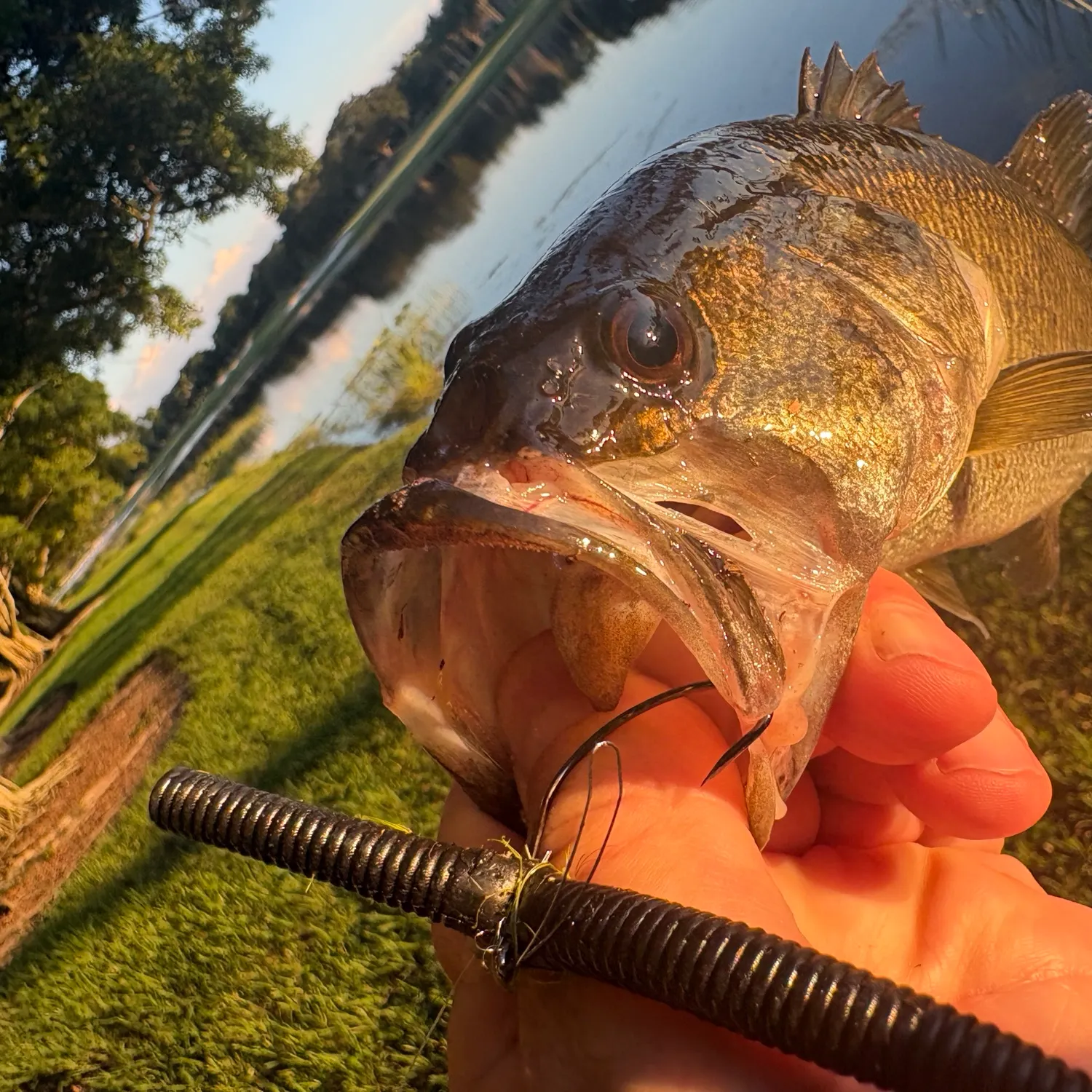 Largemouth bass caught on Fishbrain