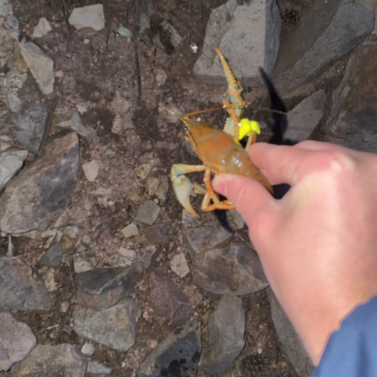Virile crayfish caught on Fishbrain