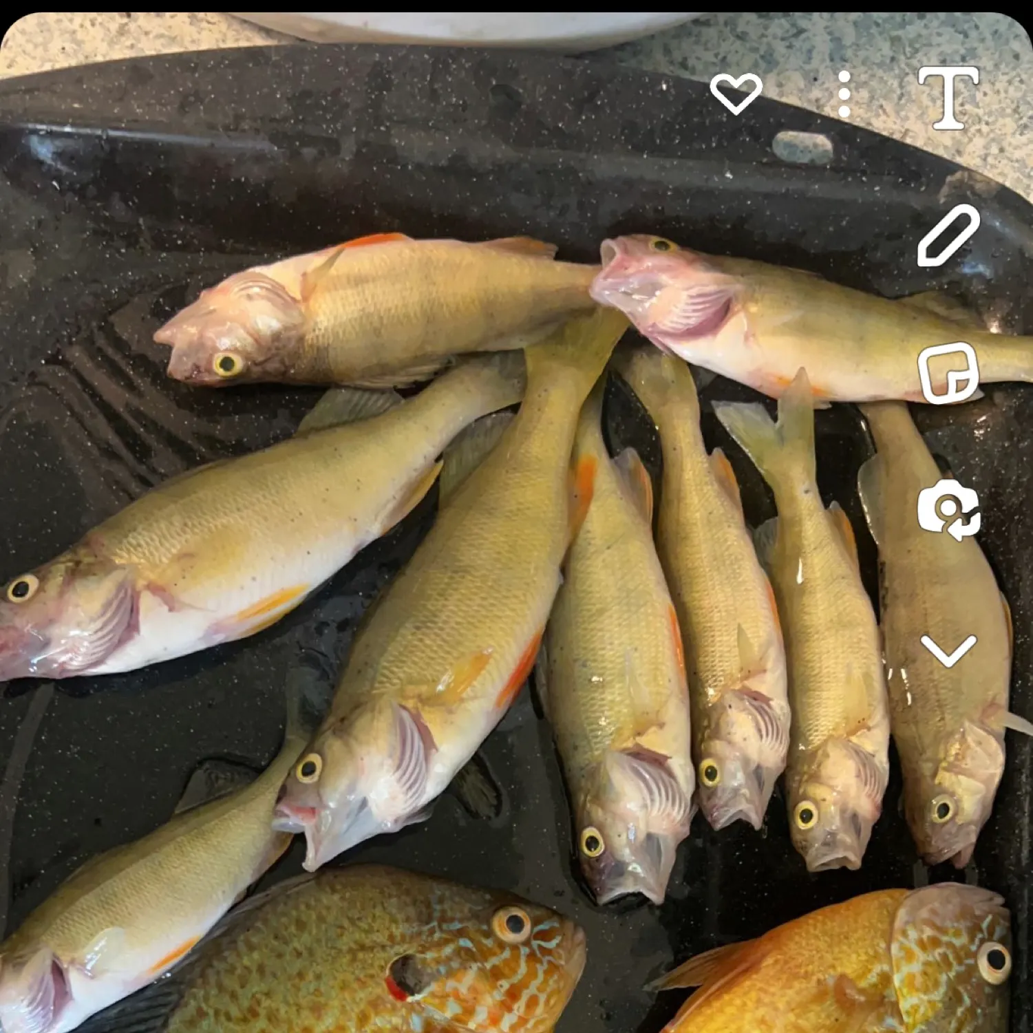 recently logged catches