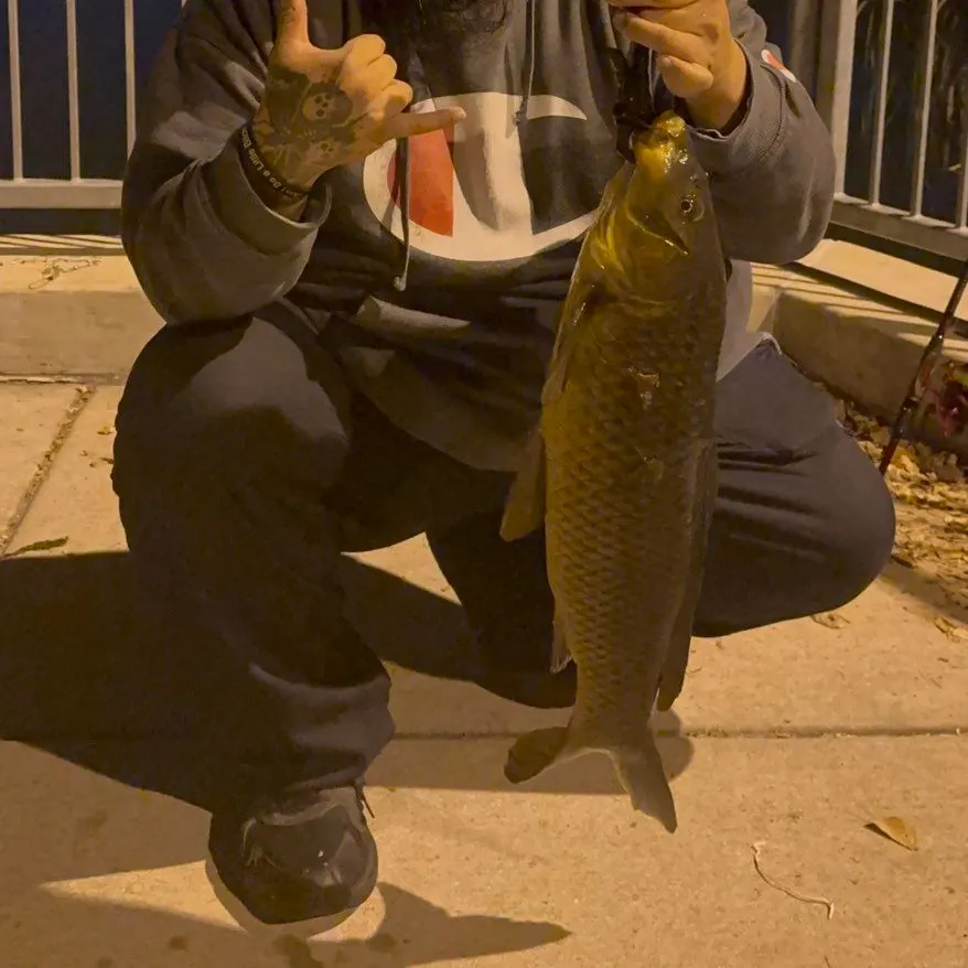Common carp caught on Fishbrain
