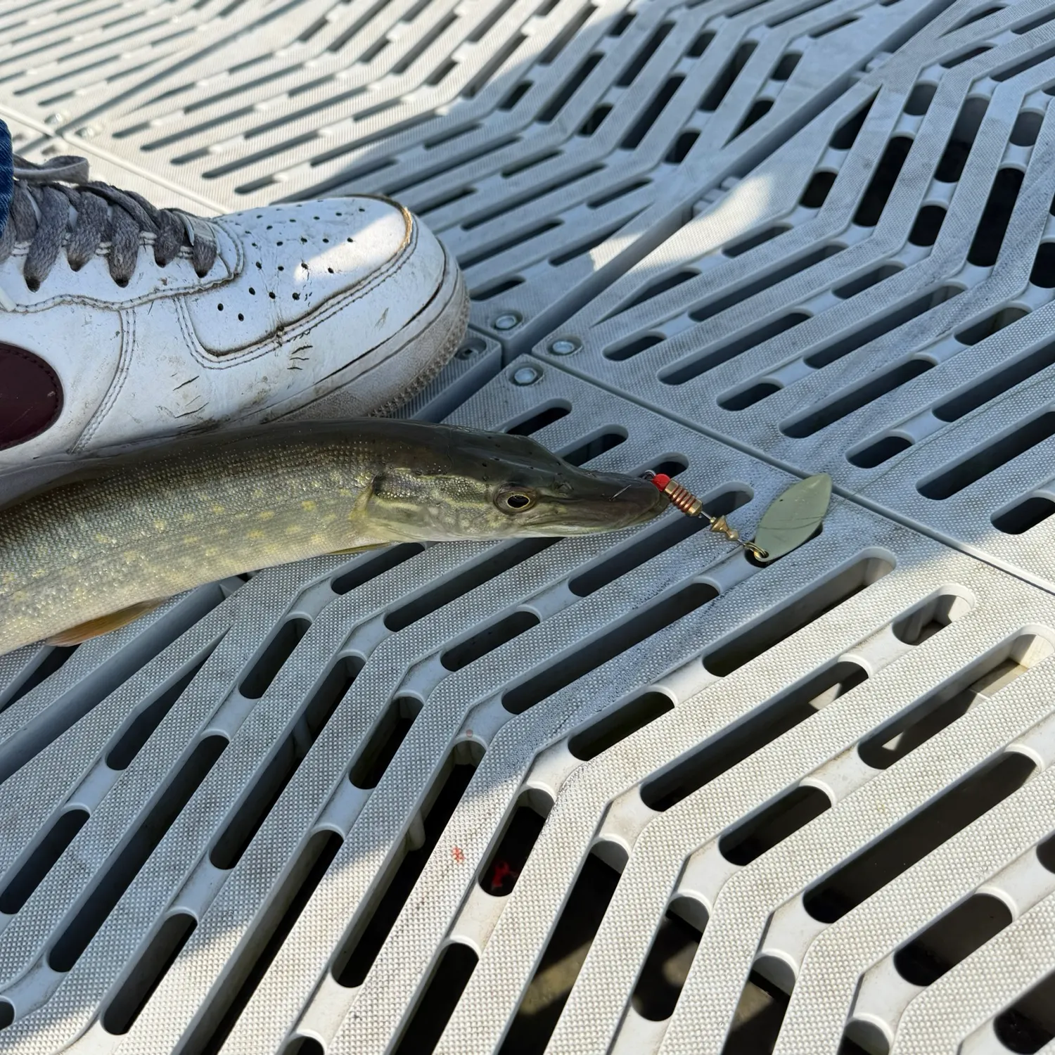 Northern pike caught on Fishbrain