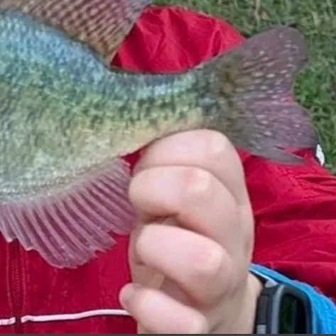 White crappie caught on Fishbrain