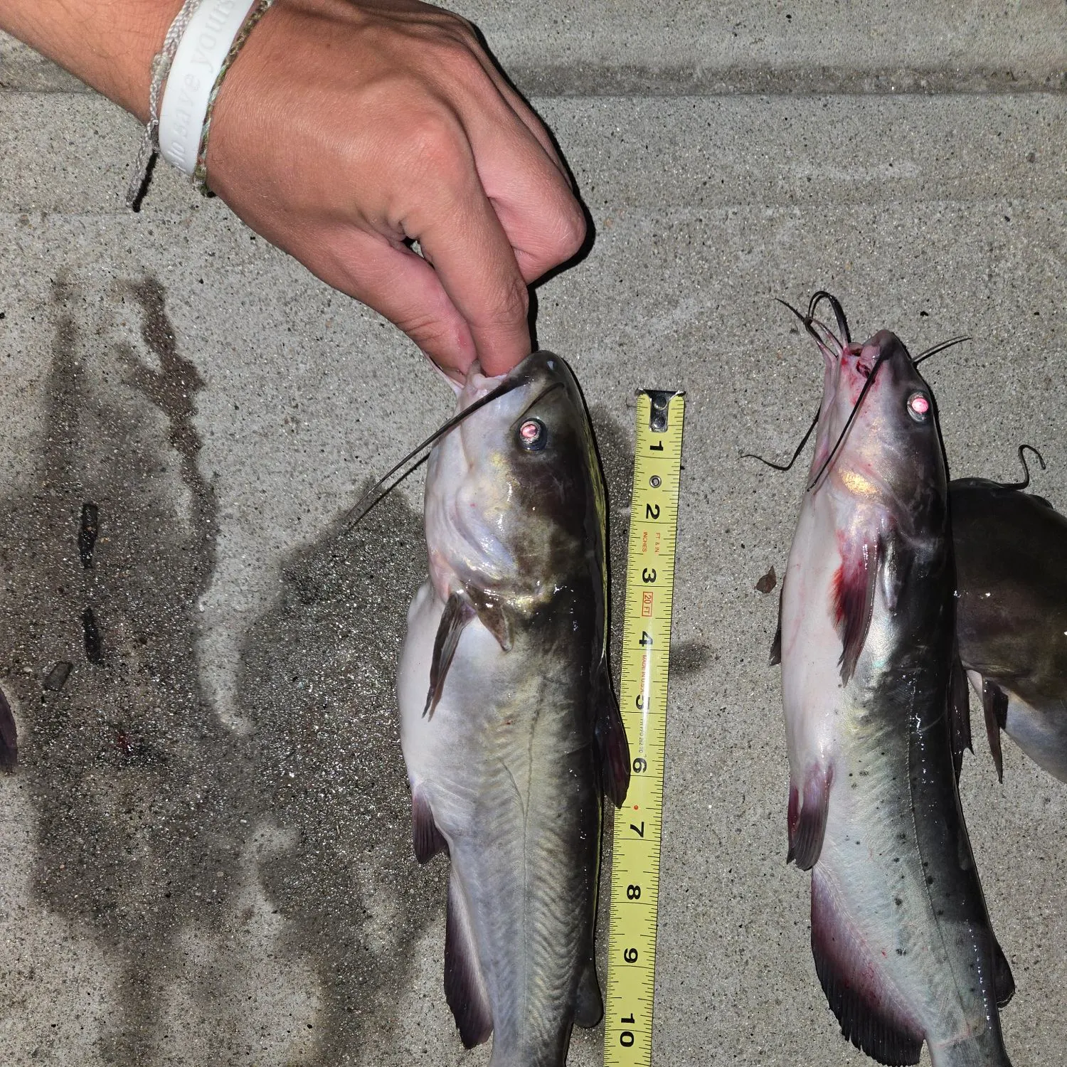 recently logged catches