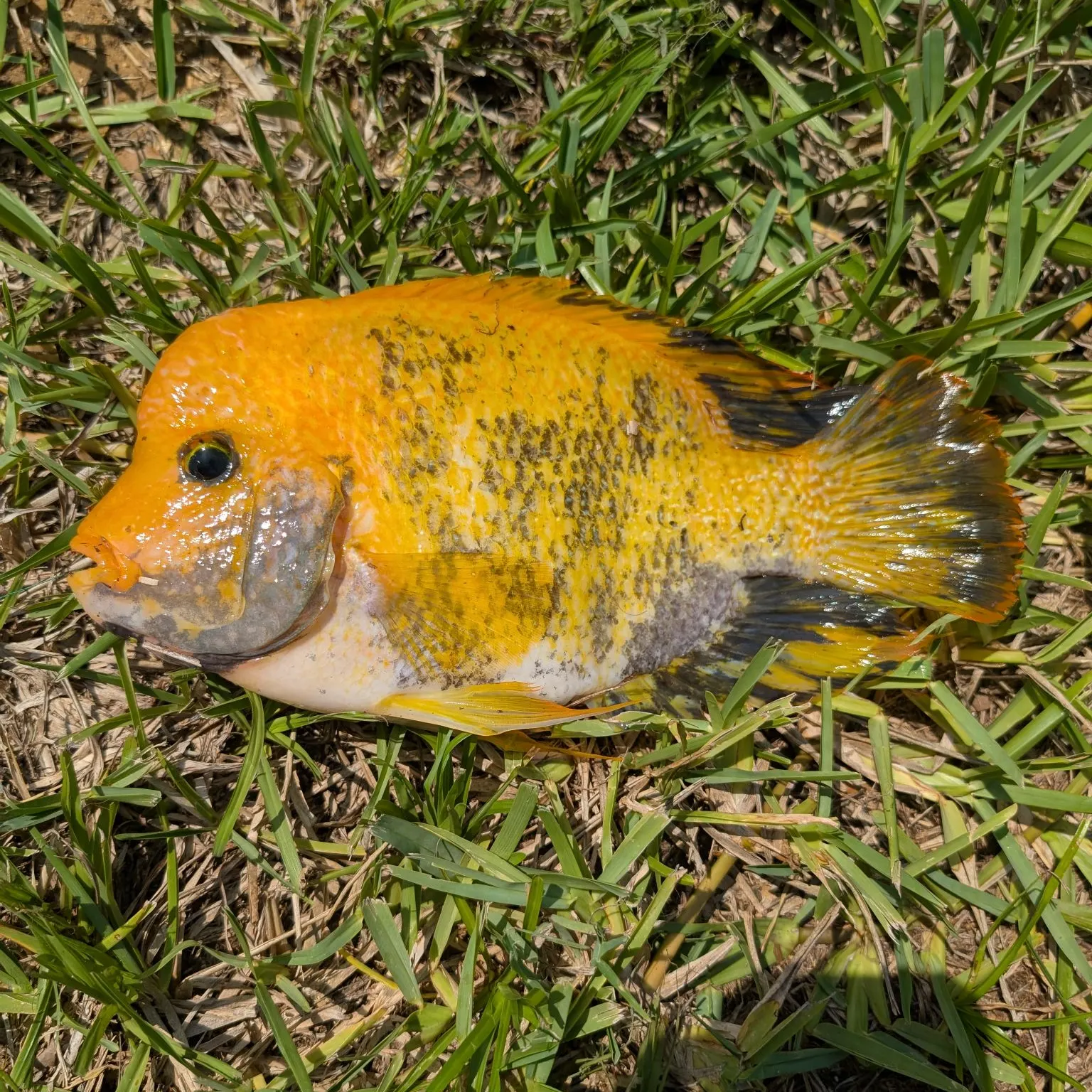 The most popular recent Midas cichlid catch on Fishbrain