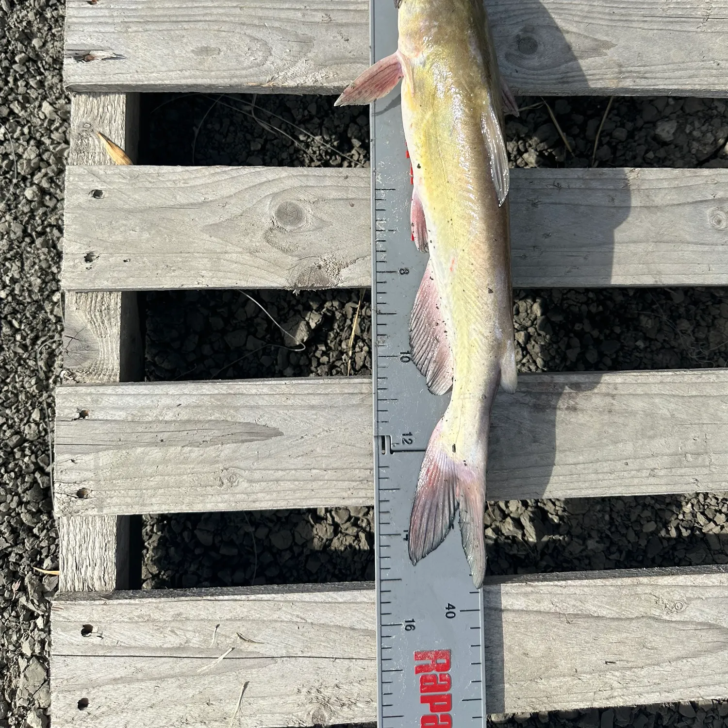 Channel catfish caught on Fishbrain