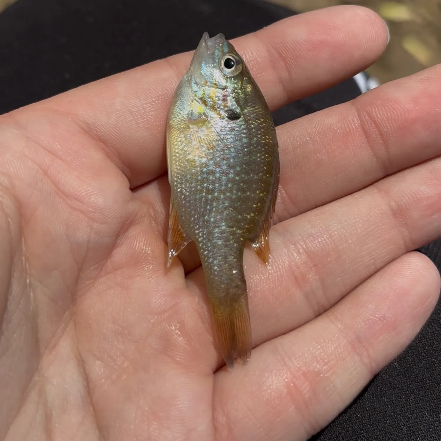 angler catch