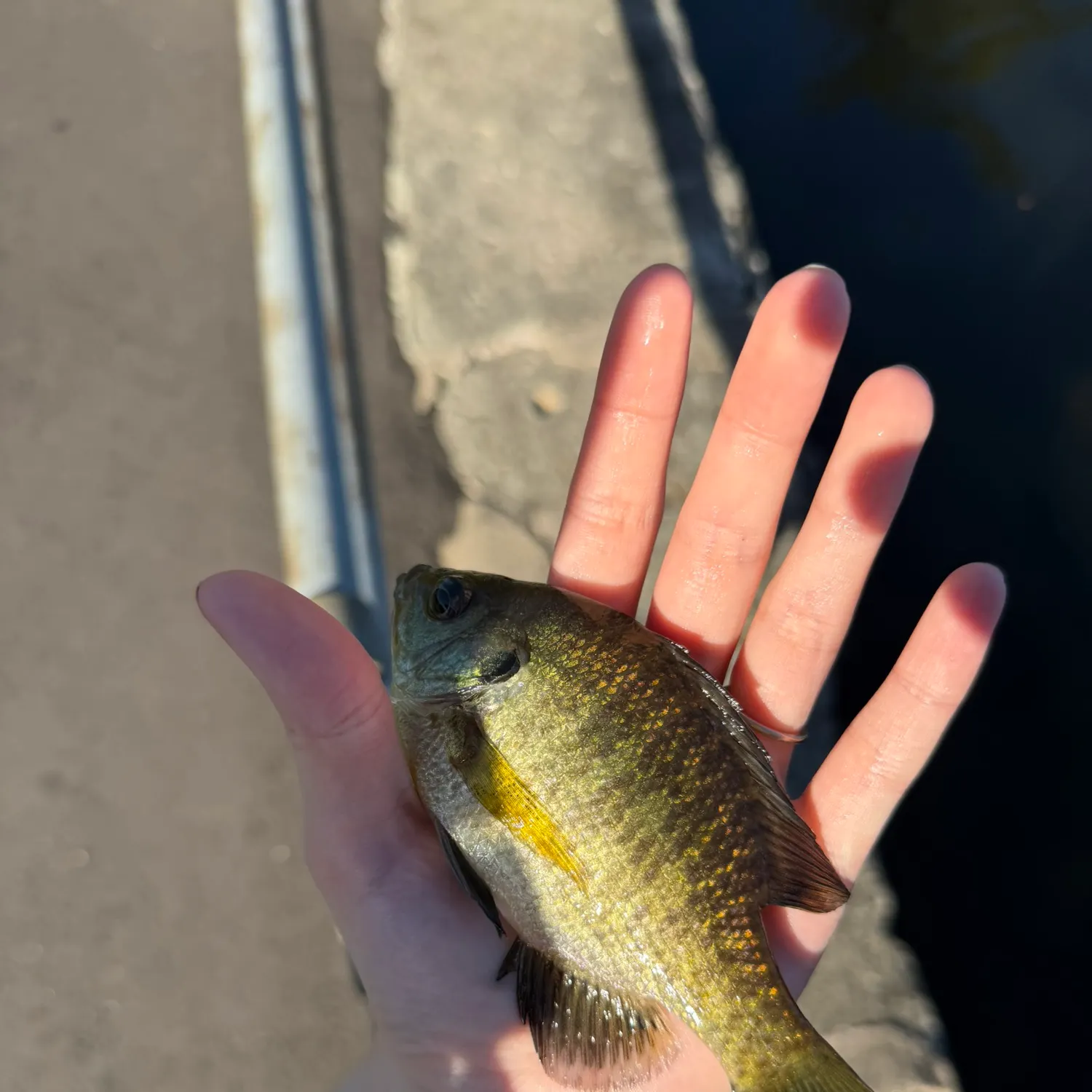 The most recent Bluegill catches on Fishbrain