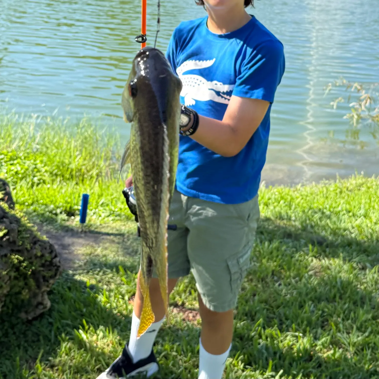 The most recent Redbreast tilapia catches on Fishbrain