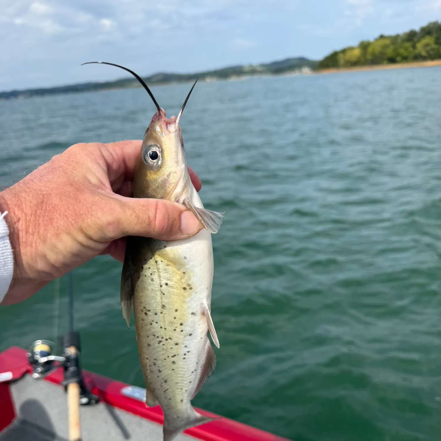 Channel catfish caught on Fishbrain