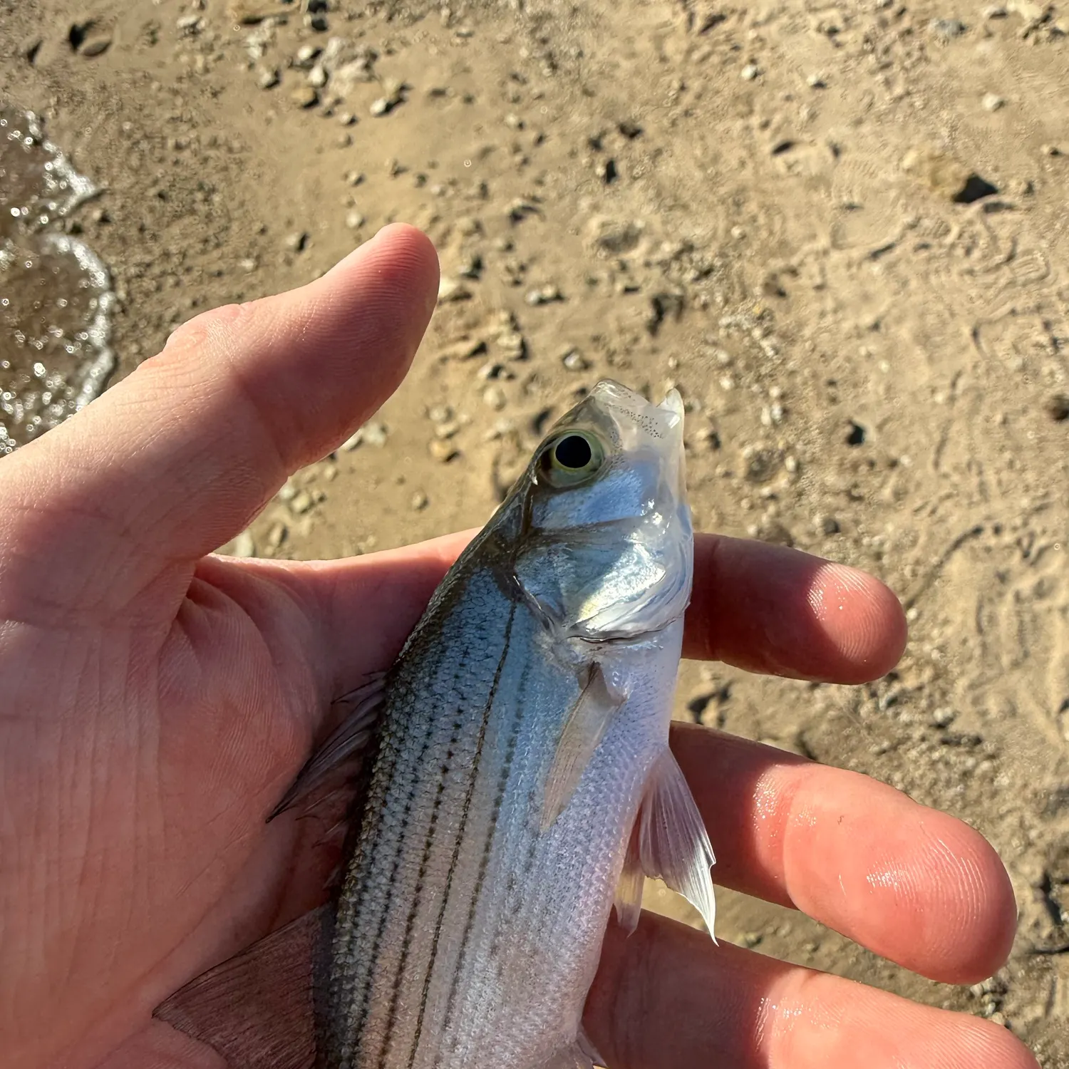 Wiper caught on Fishbrain