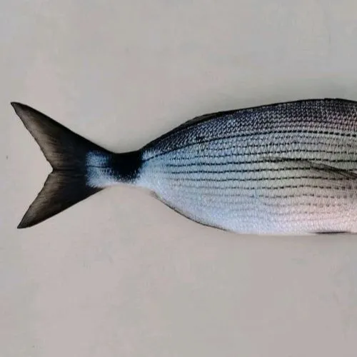 The most recent Saddled seabream catches on Fishbrain