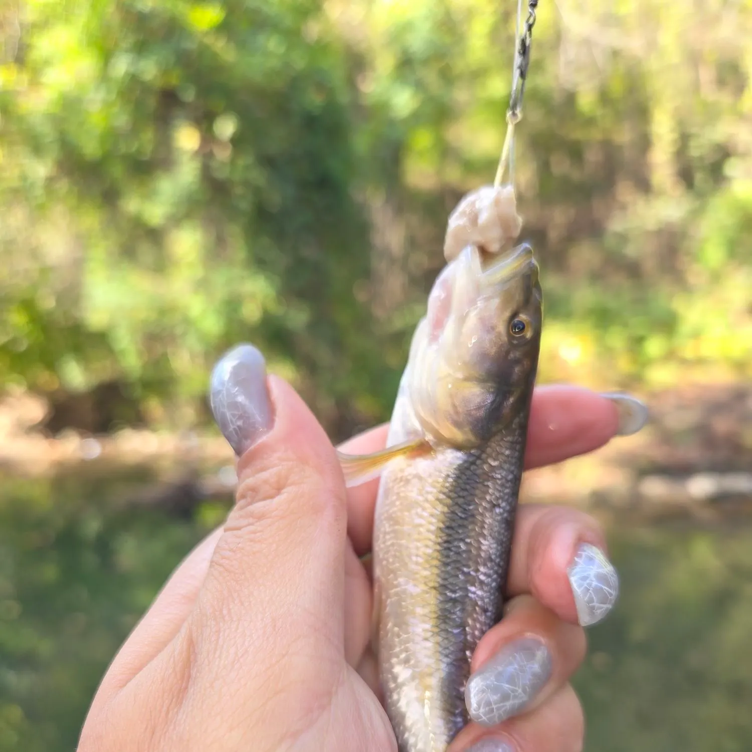 Creek chub caught on Fishbrain