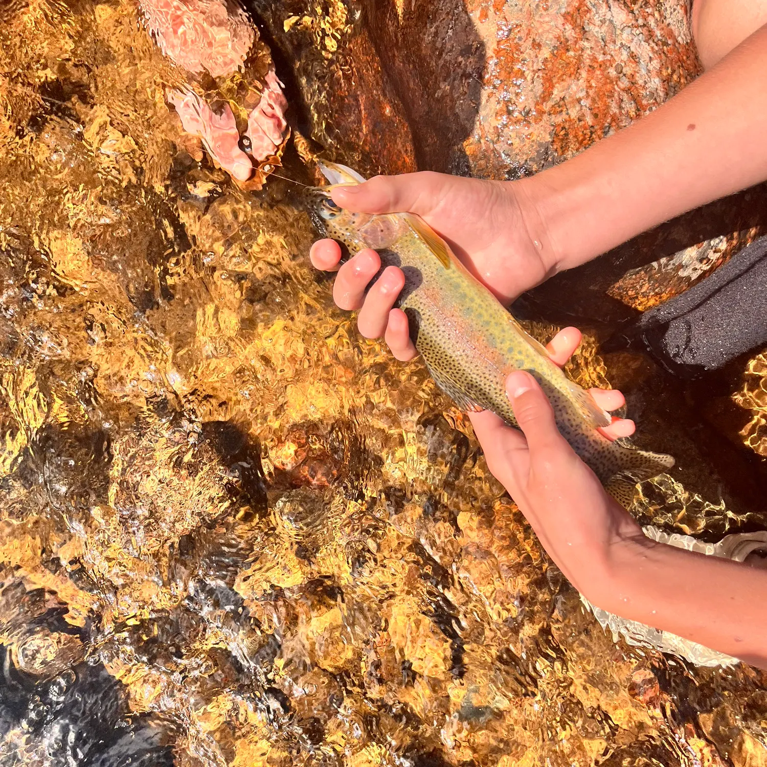 Rainbow trout caught on Fishbrain