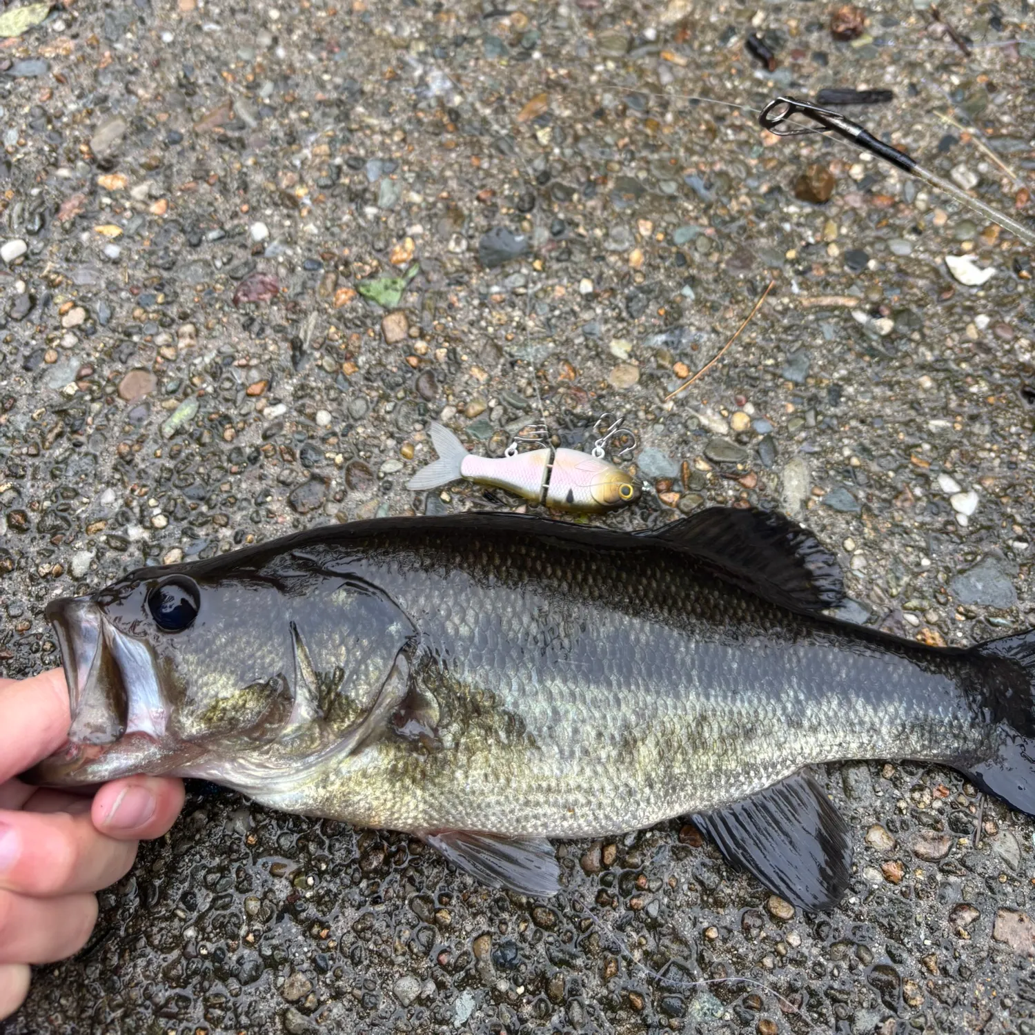 Largemouth bass caught on Fishbrain