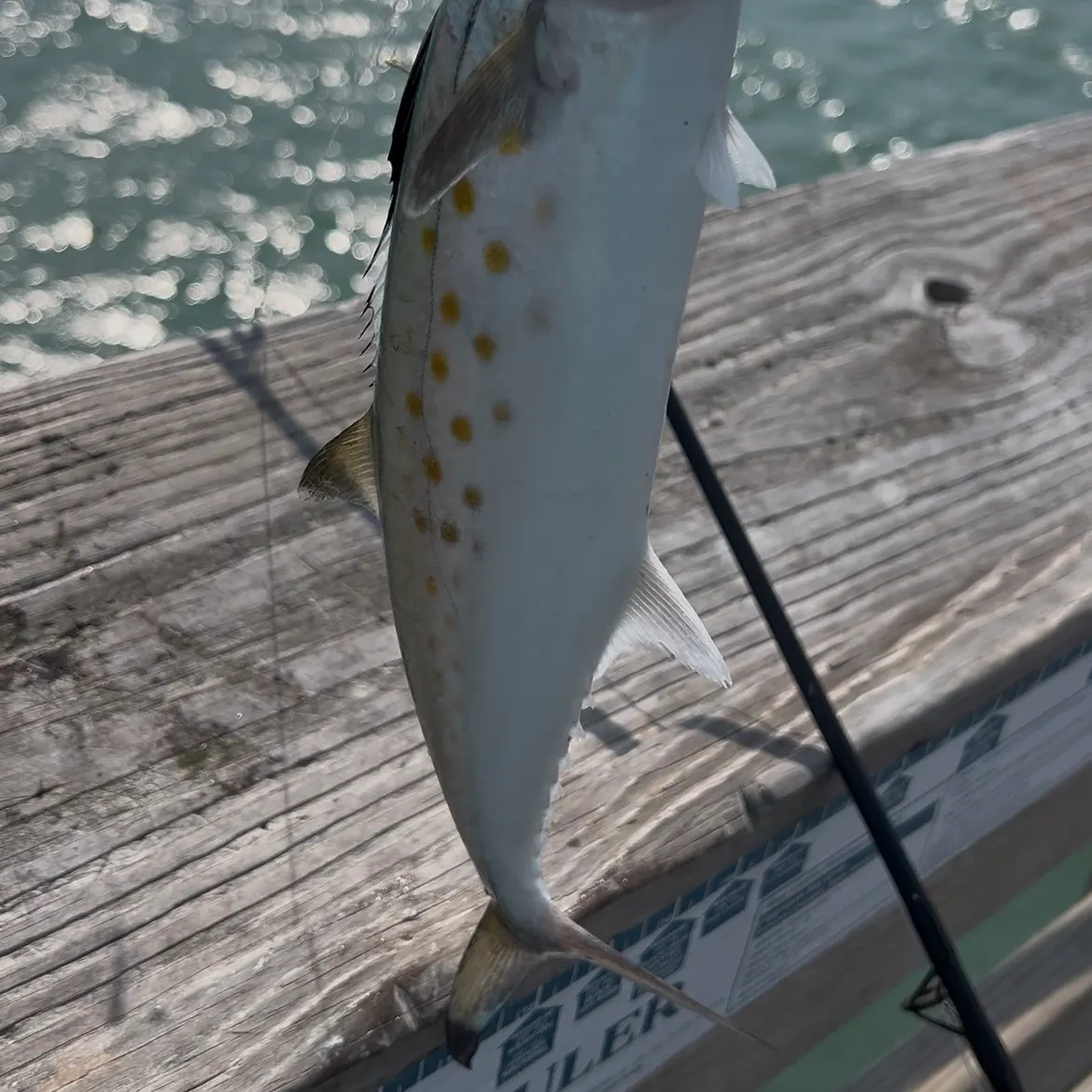 The most recent Spanish mackerel catches on Fishbrain