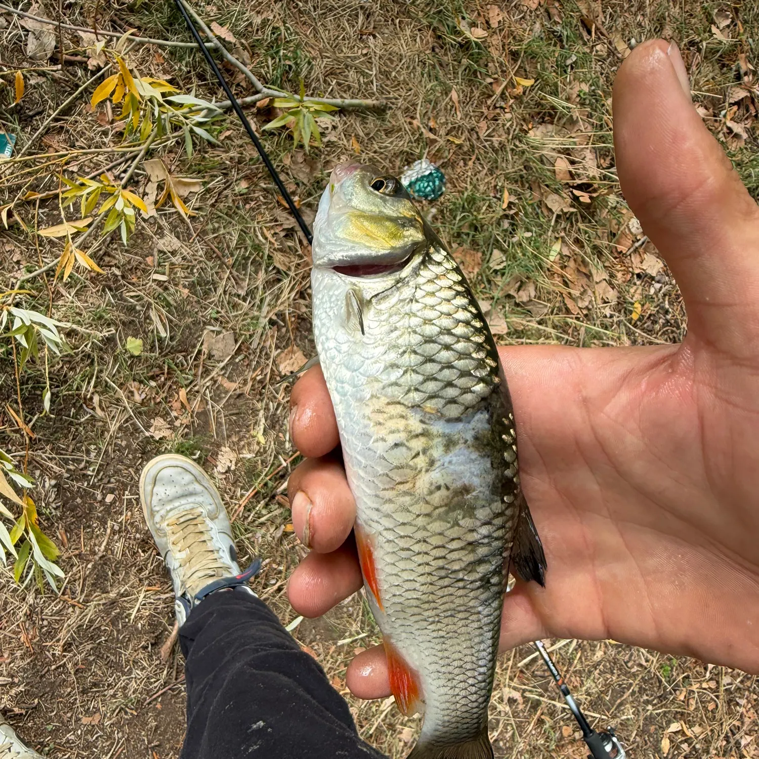 European chub caught on Fishbrain