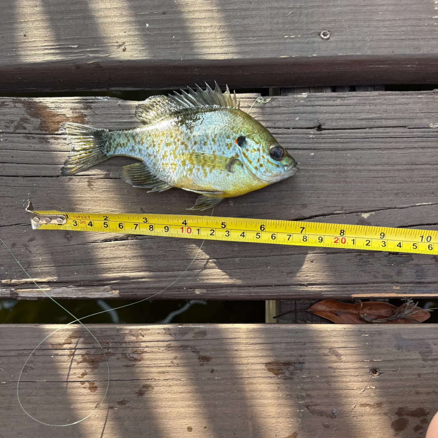 recently logged catches