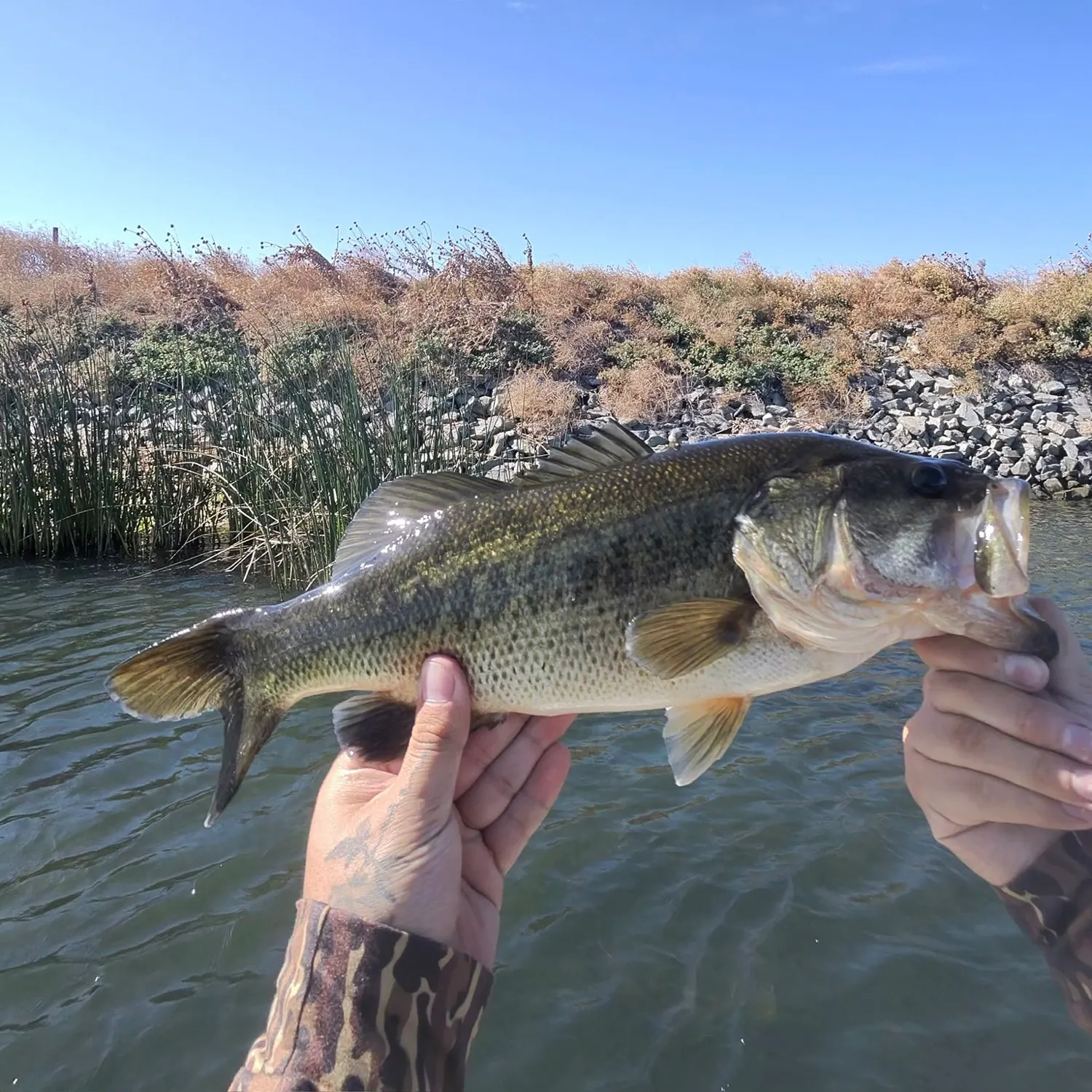 Largemouth bass caught on Fishbrain