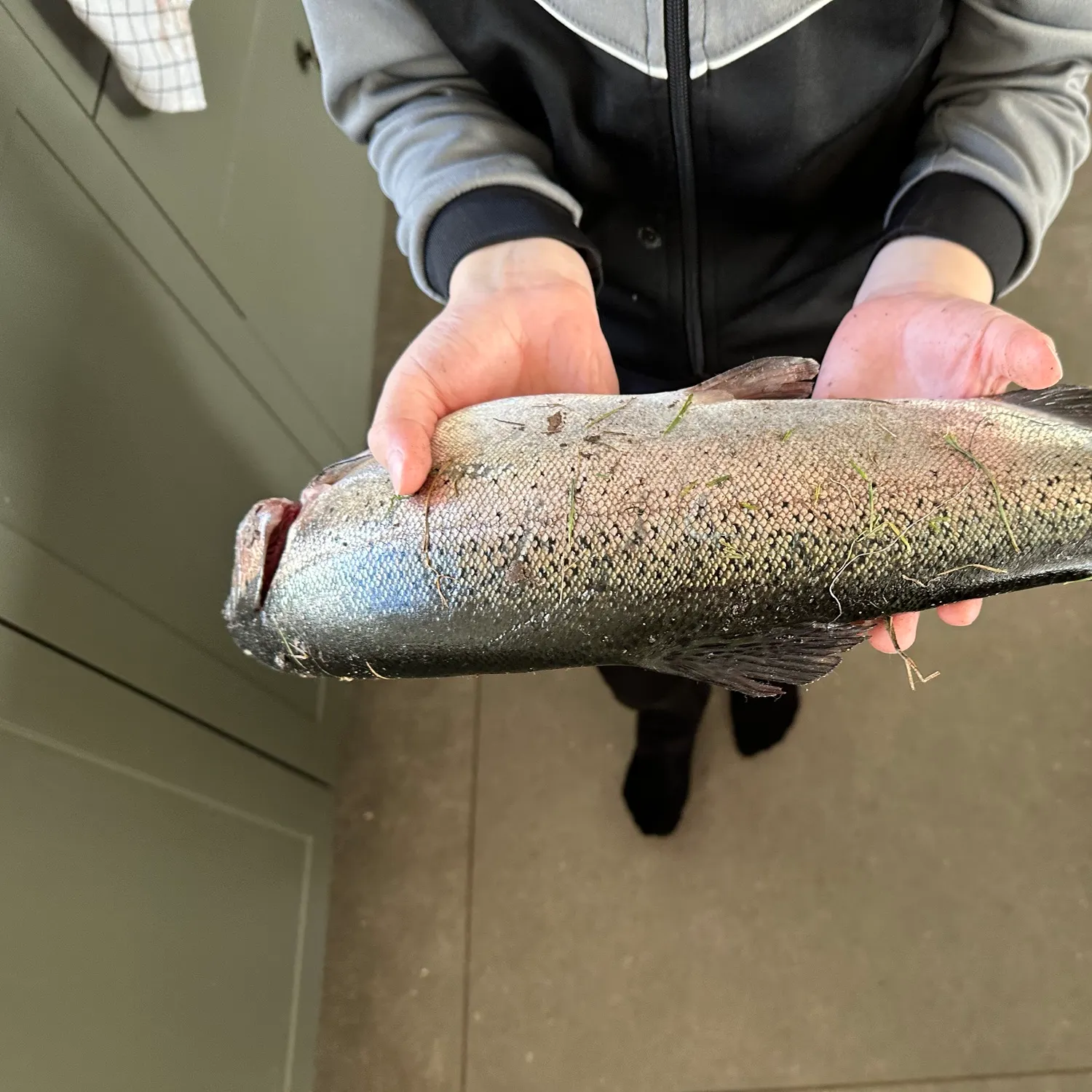 Rainbow trout caught on Fishbrain