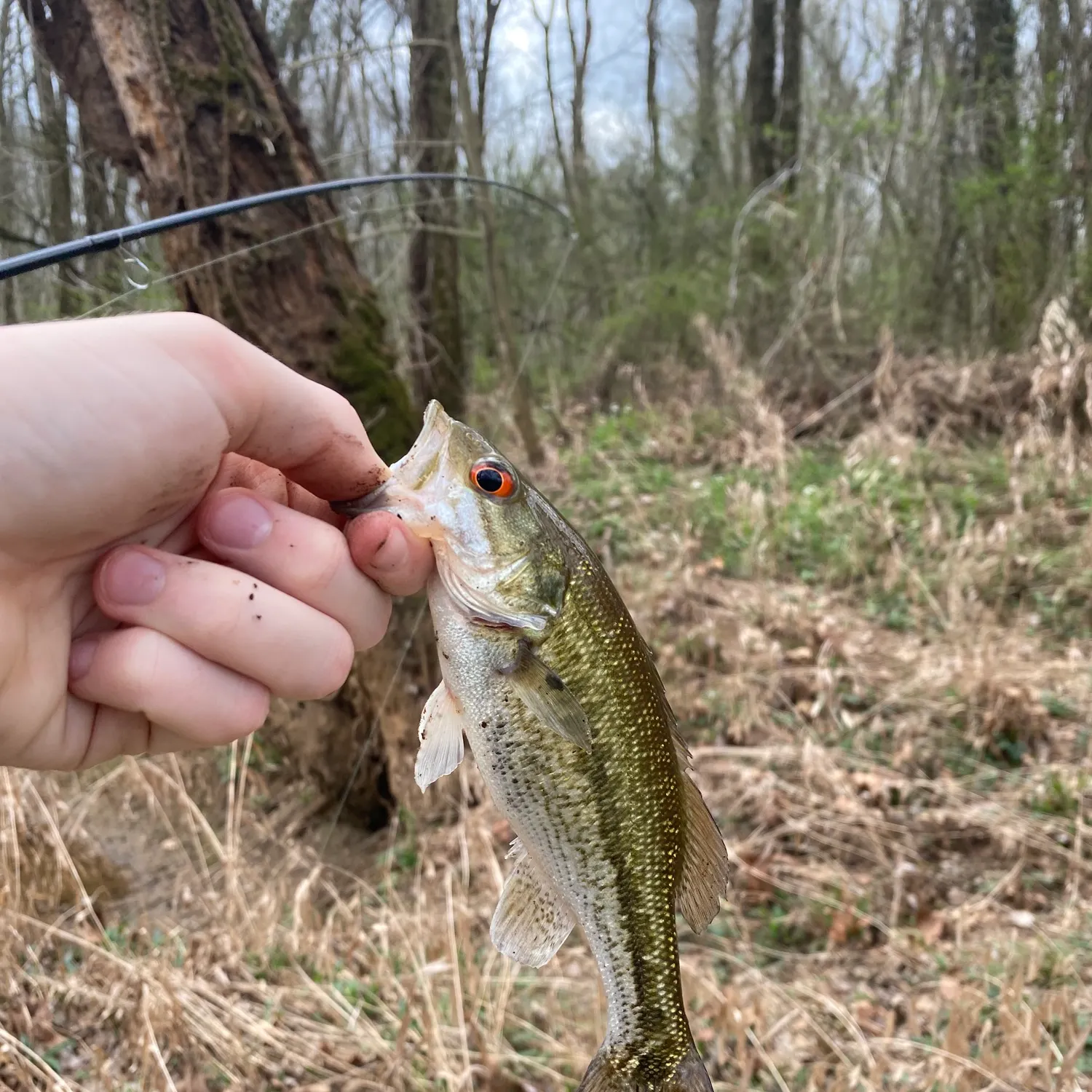 The most recent Alabama bass catches on Fishbrain