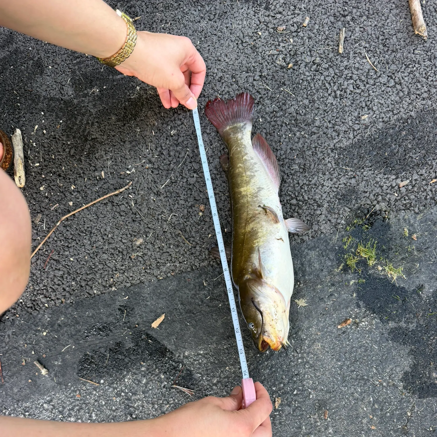 recently logged catches
