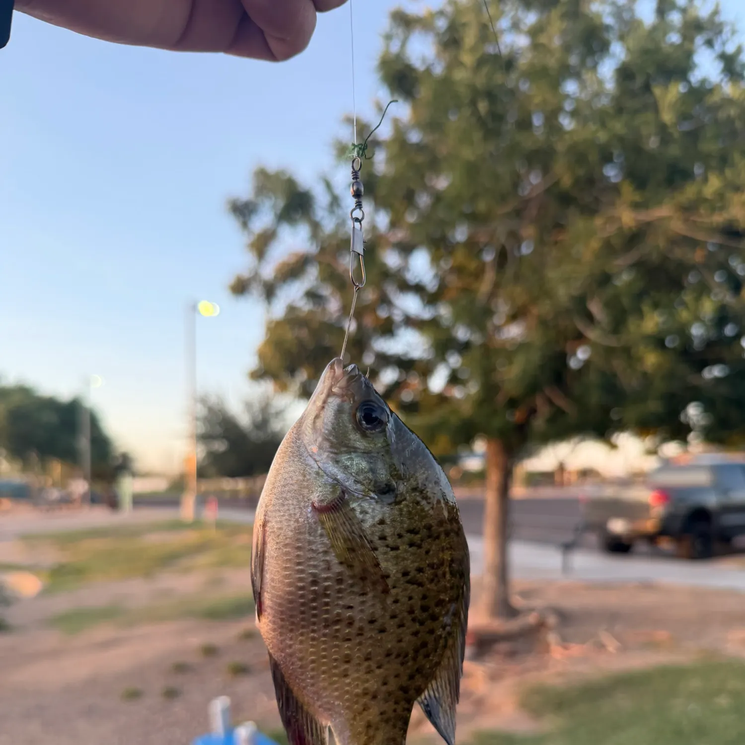 Bluegill caught on Fishbrain