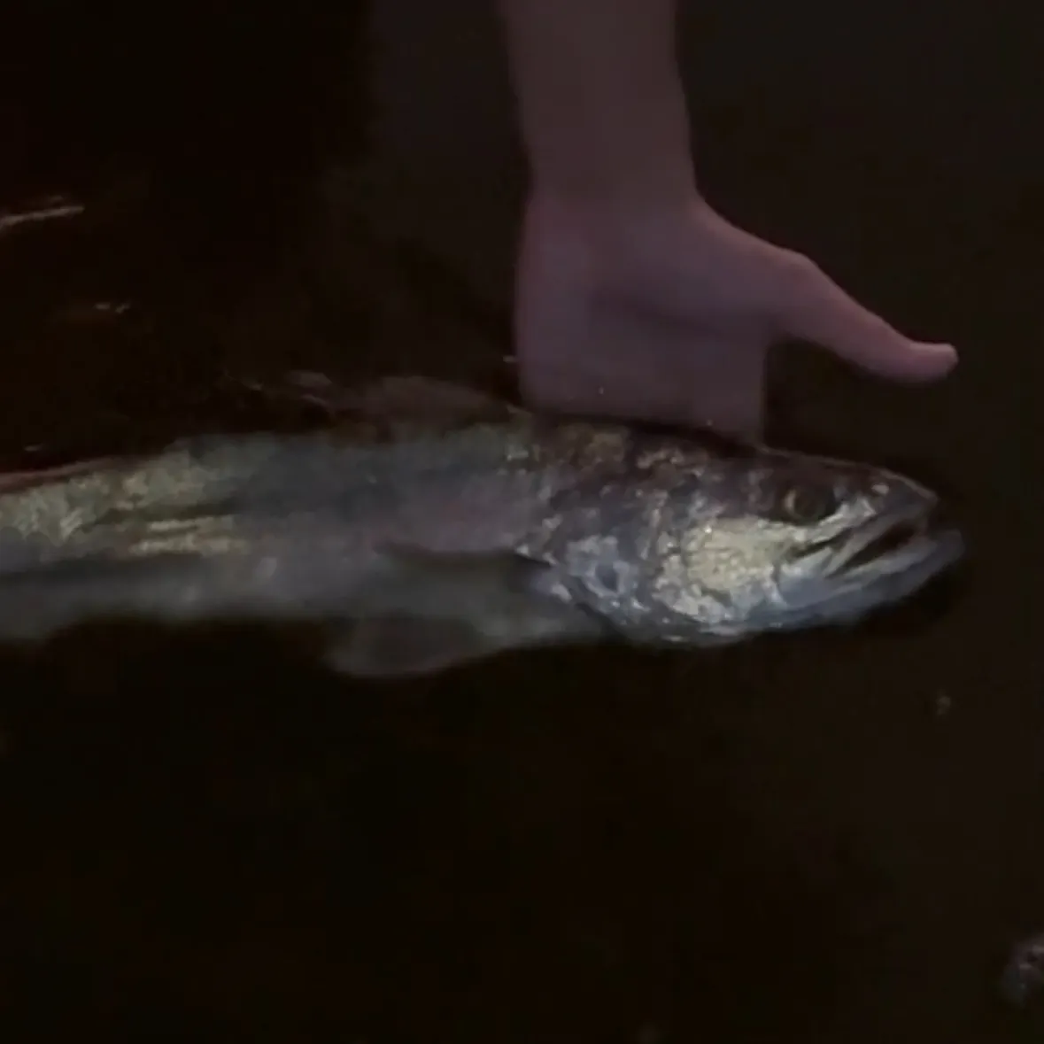 Spotted seatrout caught on Fishbrain