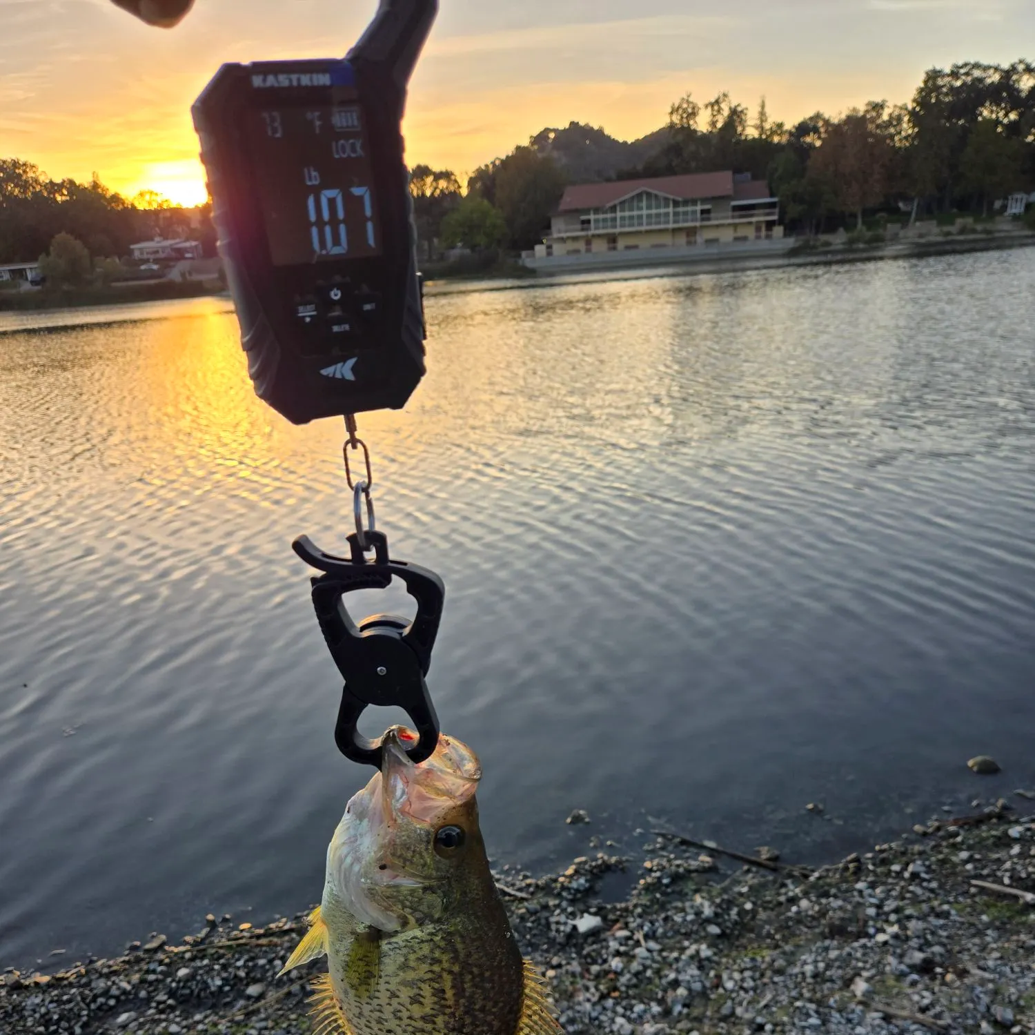 Black crappie caught on Fishbrain