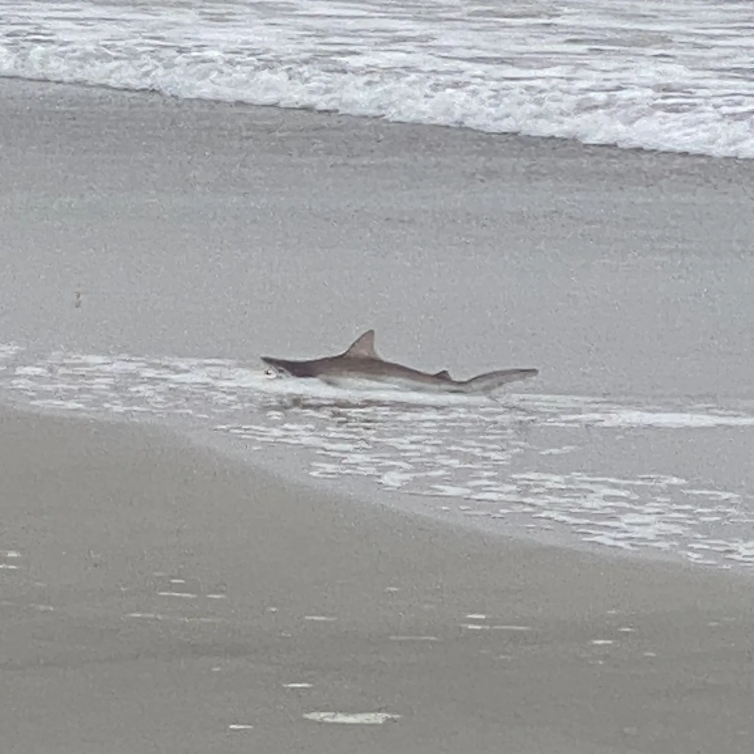The most recent Blacktip shark catches on Fishbrain