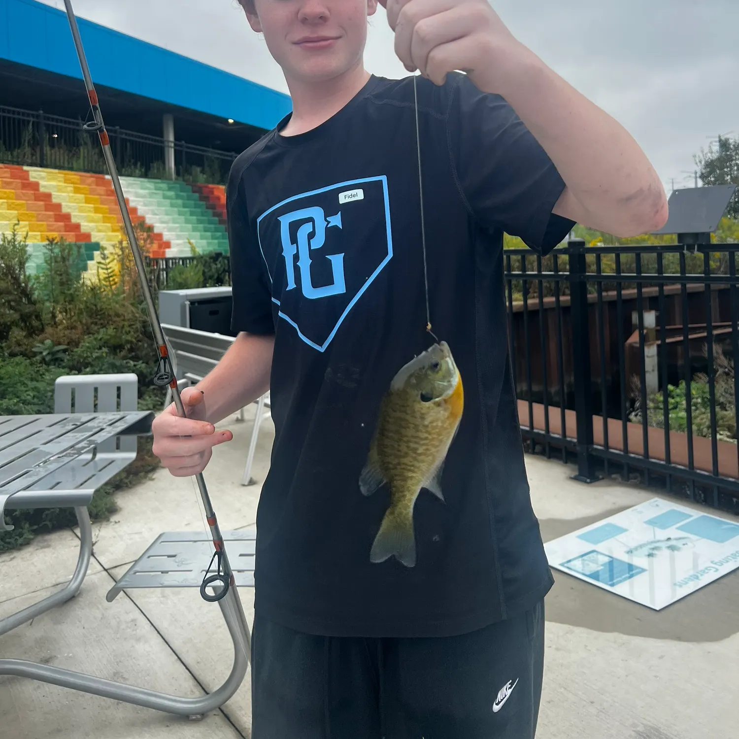 Redear sunfish caught on Fishbrain