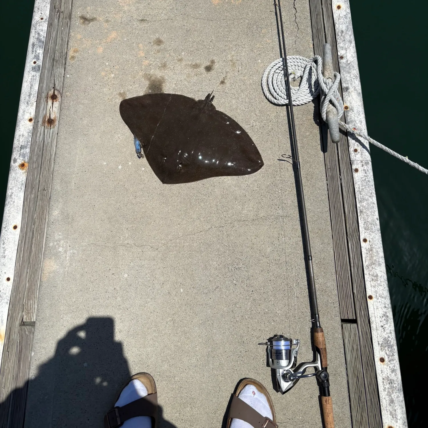 The most recent Spiny butterfly ray catches on Fishbrain