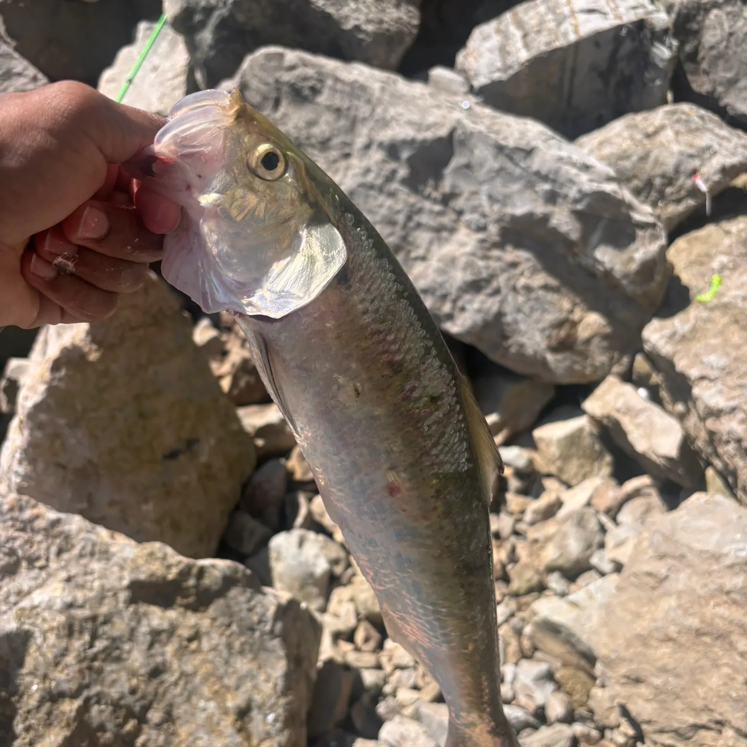 most liked catch image
