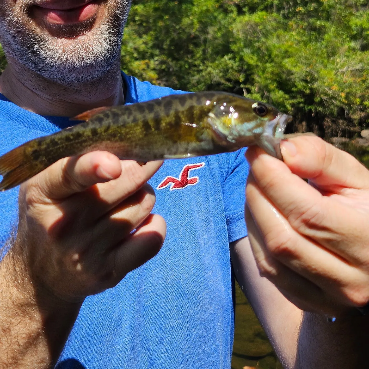Redeye bass caught on Fishbrain
